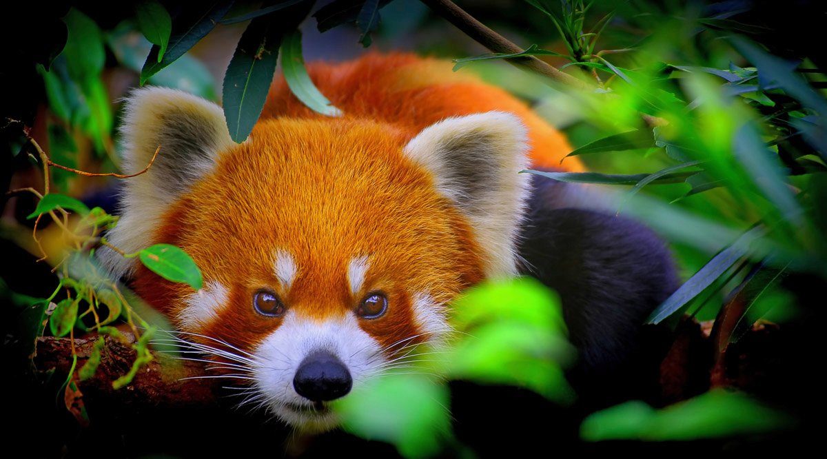 Papermoon Fototapete Rotes Panda-Porträt