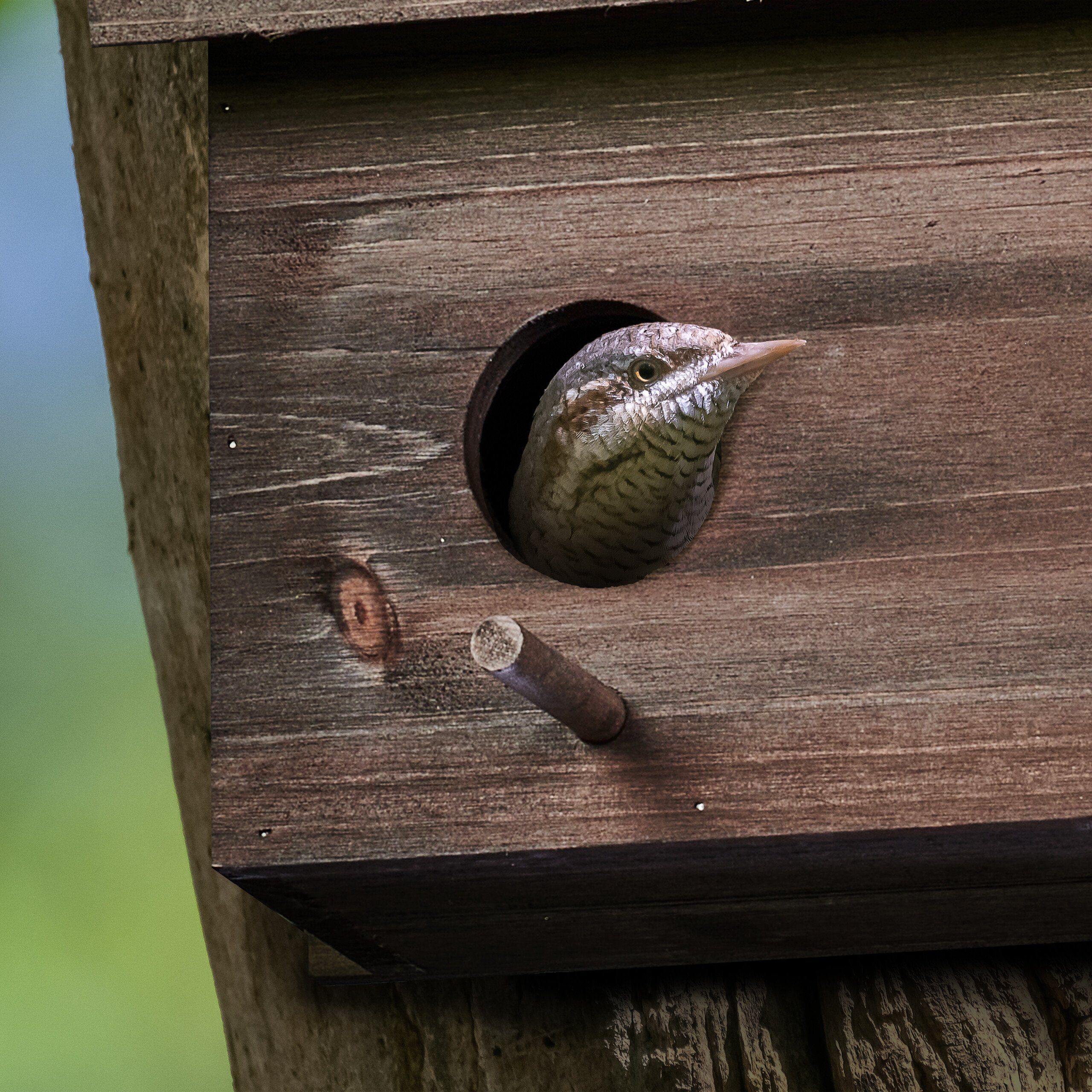 relaxdays Stare Nistkasten für Vogelhaus