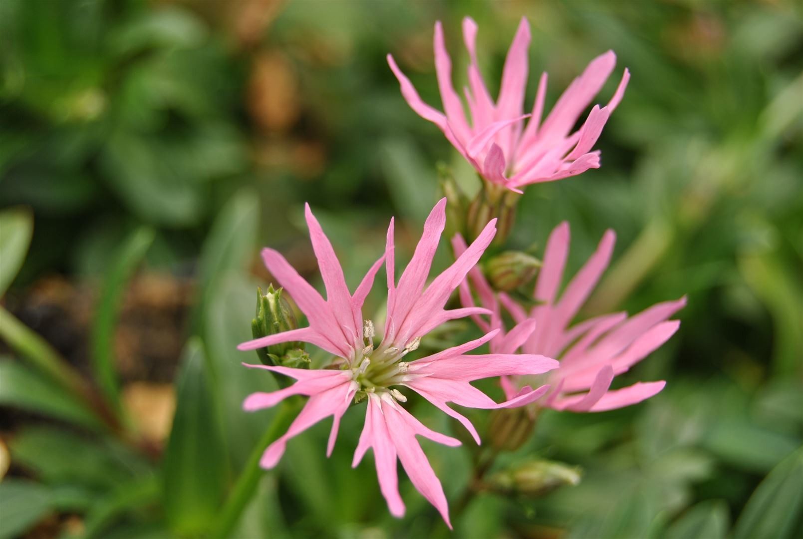 Pflanzen für Dich Staude Lychnis flos-cuculi, 1 St., Kuckucks-Lichtnelke, Kuckucksnelke – Bild 2 von 5