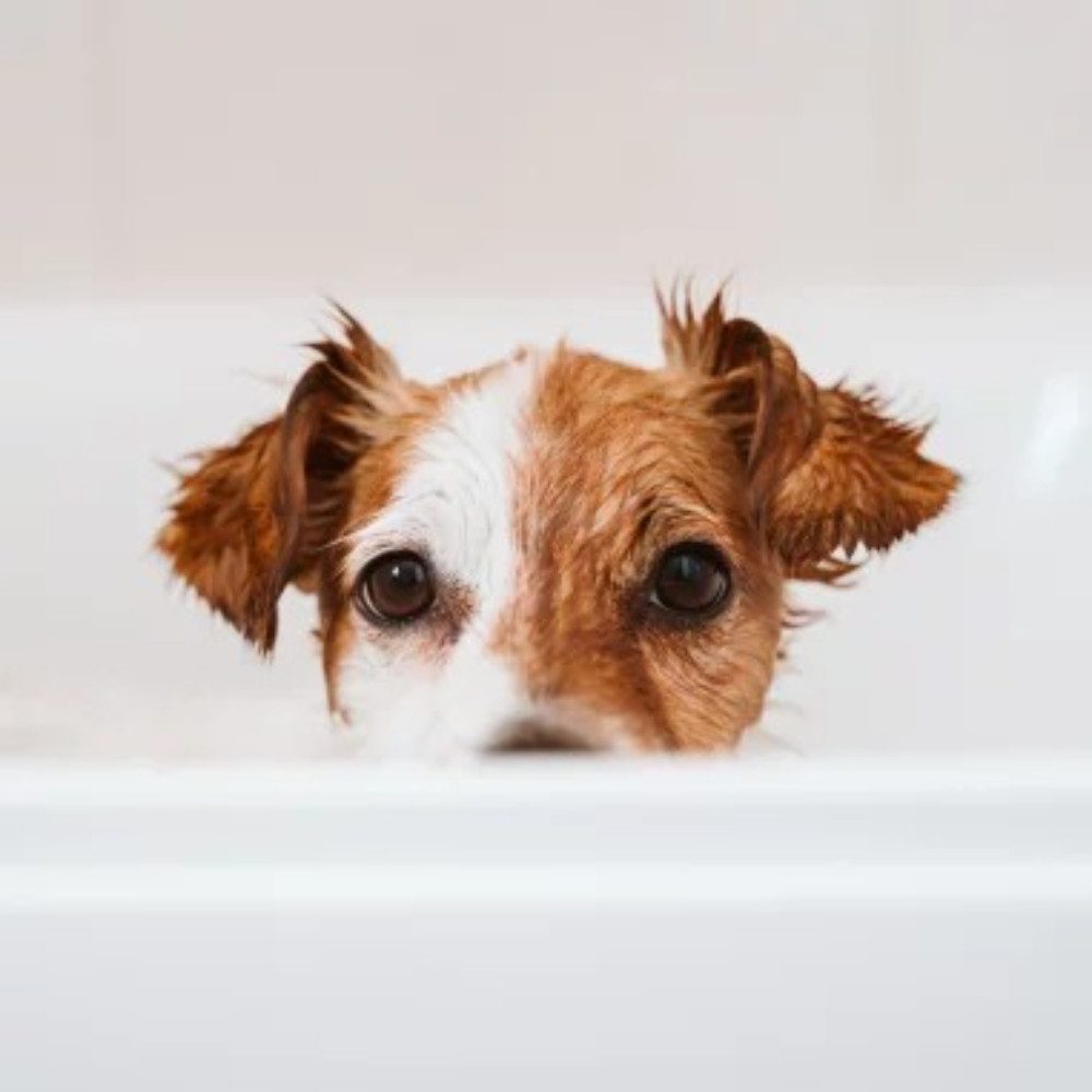 propolia Tiershampoo Hundeshampoo & Katzenshampoo Bio Sulfatfrei für alle Felltypen, 200 ml, (1-St), Naturshampoo mit Honig & Propolis für weiches glänzendes Fell