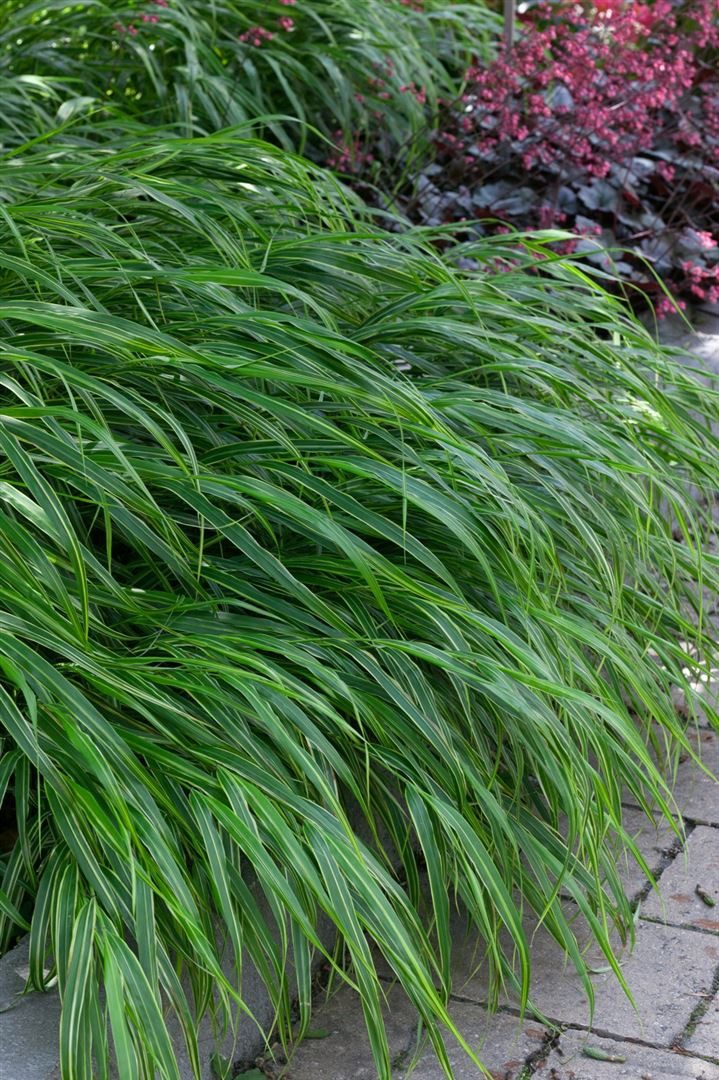 Pflanzen für Dich Gräser Hakonechloa macra Albostriata, 1 St., Japanisches Berggras, Weißgestreiftes Japanisches Berggras, weißgestreift, bogigwachsend