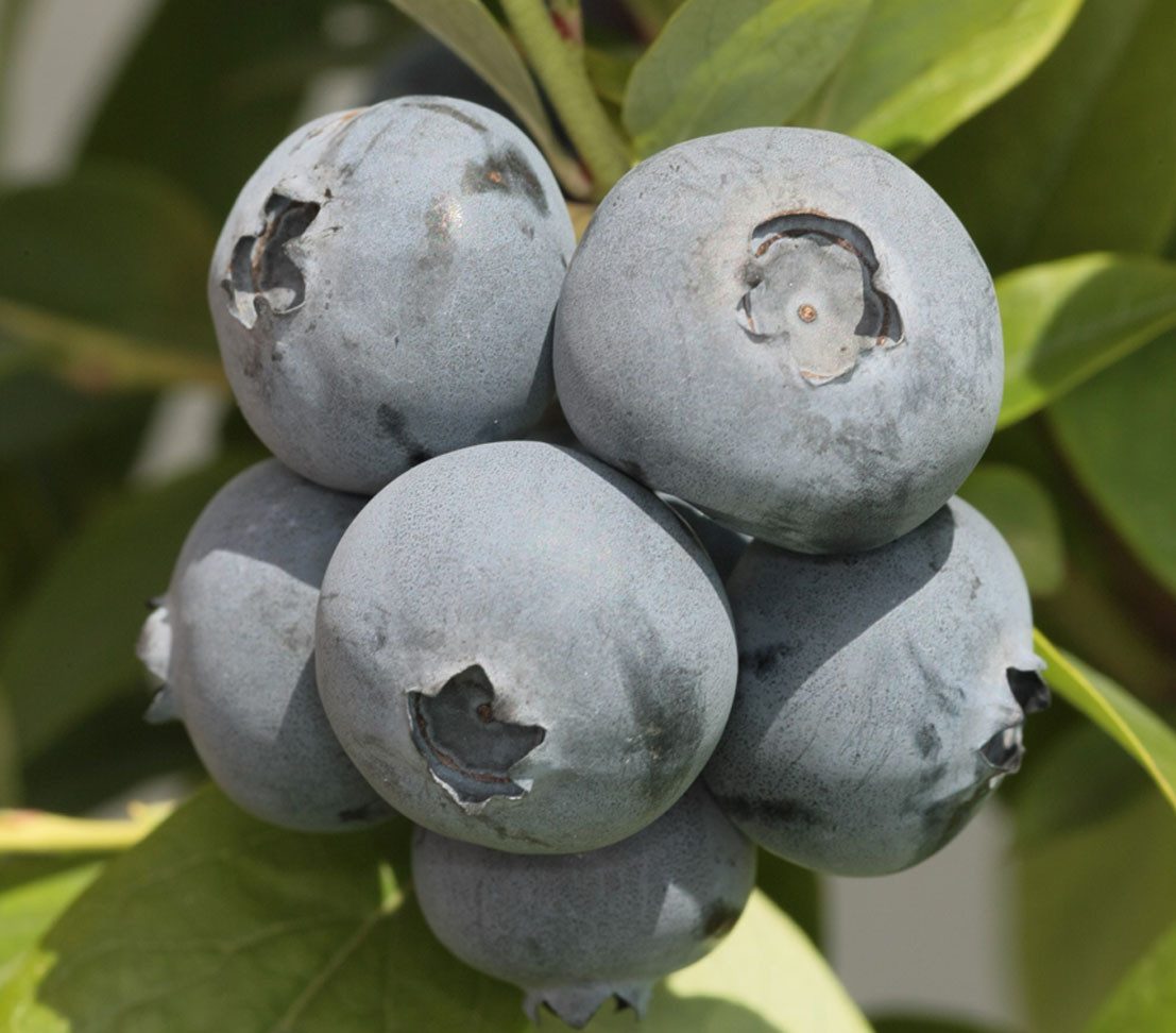 Dehner Obstpflanze Heidelbeere Bonus, Vaccinium corymbosum, Beerenstrauch mit sehr großen, aromatischen Früchten