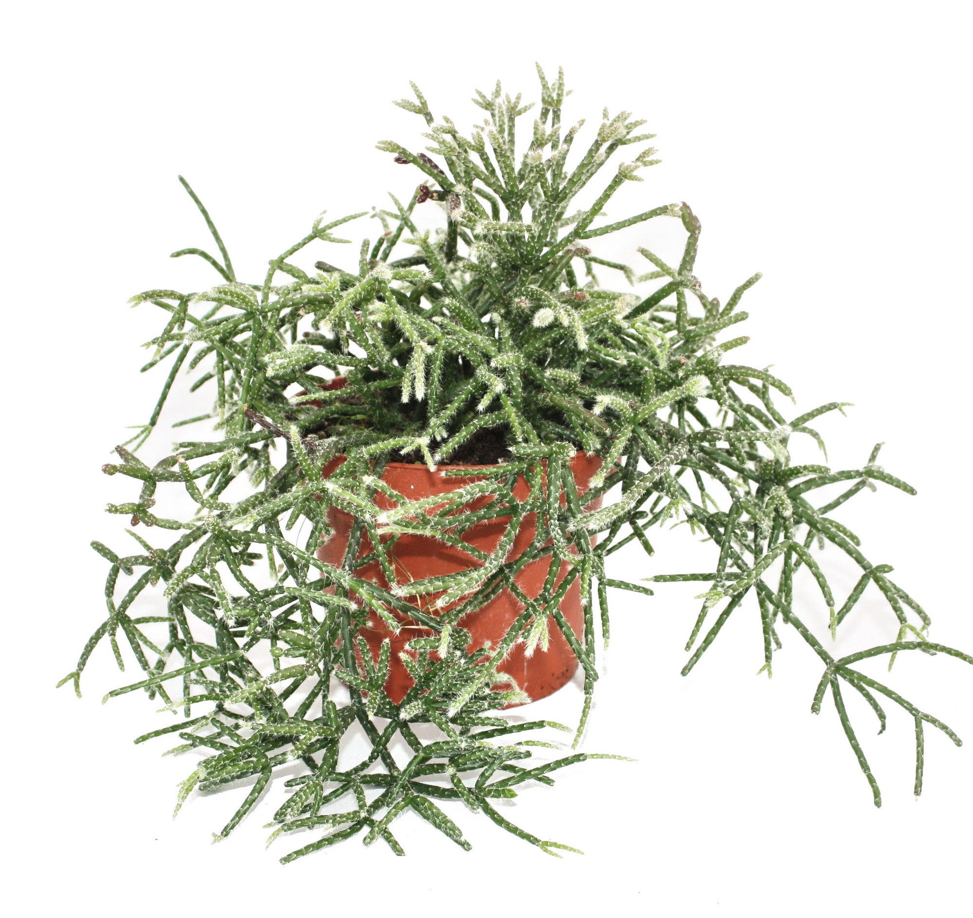 Exotenherz Kaktus Rhipsalis pilocarpa - Korallenkaktus - im 12cm Topf