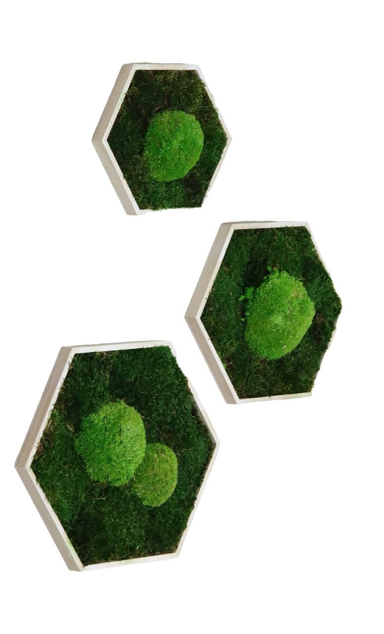 Gedankenwunder Manufaktur Bild Moosbild Hexagon Rahmen Flachmoos & Ballenmo günstig online kaufen