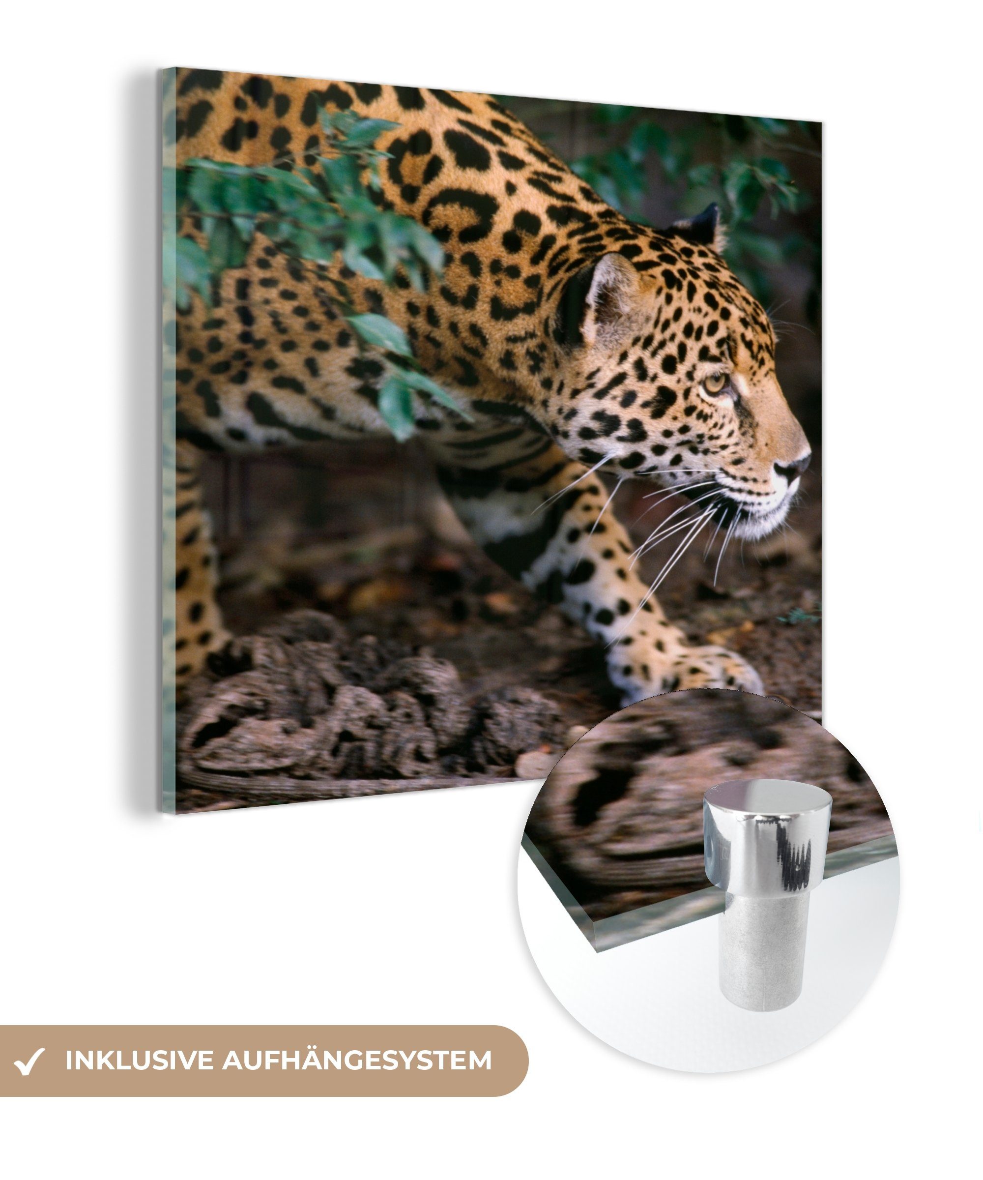Acrylglasbild - Glas - Foto Glas auf Jaguar auf Wald, (1 Bilder MuchoWow Glasbilder Wanddekoration St), - im Schleichender Wandbild
