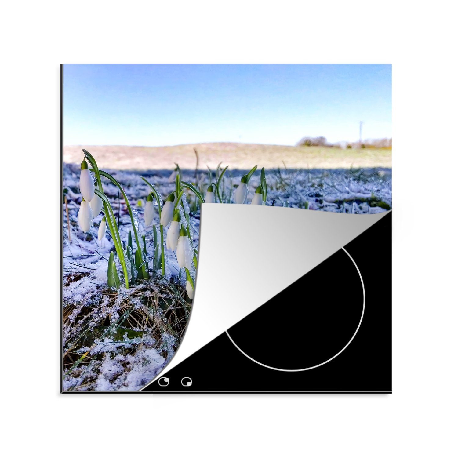 MuchoWow Herdblende-/Abdeckplatte Eine Gruppe wilder Schneeglöckchen in einem Winterfeld, Vinyl, (1 tlg), 78x78 cm, Ceranfeldabdeckung, Arbeitsplatte für küche