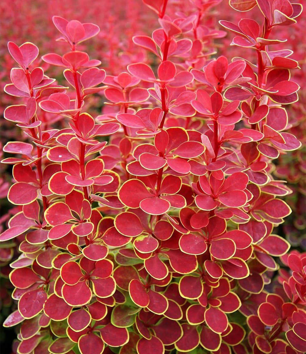 BALDUR Garten Zierstrauch Berberitze 'Orange Sunrise', 1 St., Essigbeere, winterhart, mehrjährig, pflegeleicht