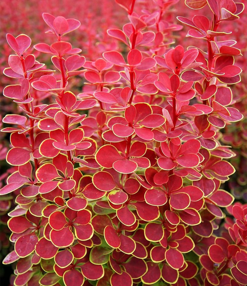 BALDUR Garten Zierstrauch Berberitze 'Orange Sunrise', 1 St., Essigbeere,winterhart, mehrjährig, pflegeleicht
