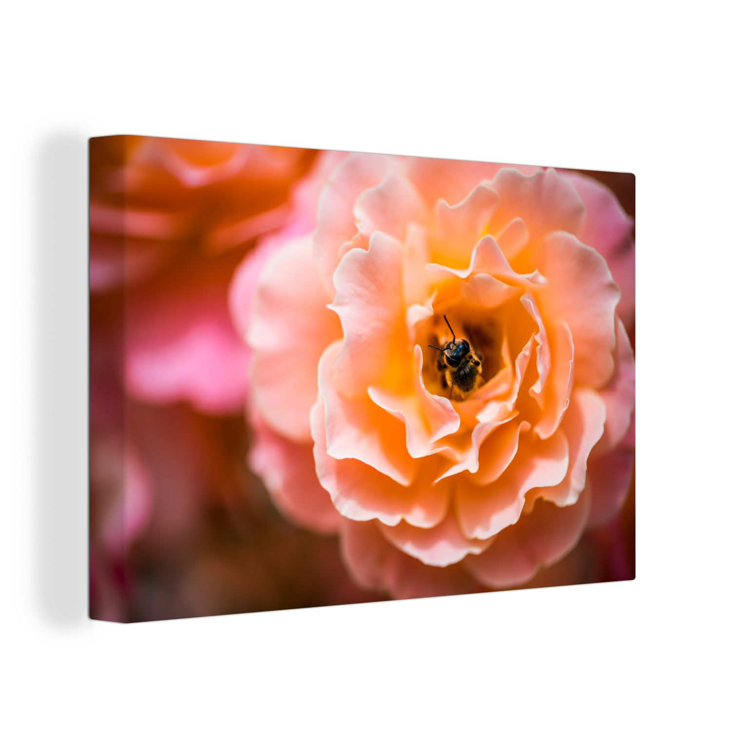 OneMillionCanvasses® Leinwandbild Rose - Blume - Biene, (1 St), Wandbild Leinwandbilder, Aufhängefertig, Wanddeko, 30x20 cm