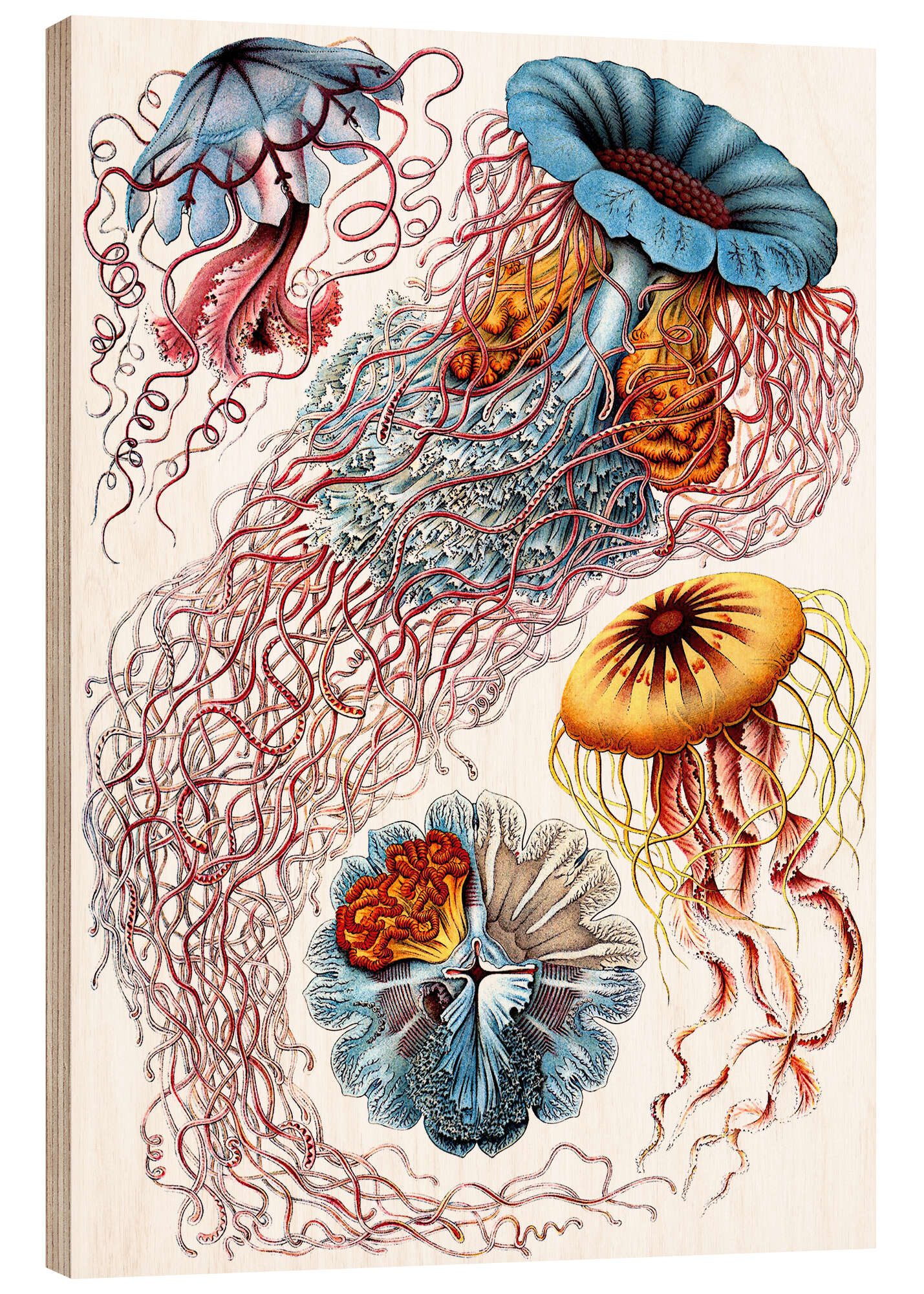 Posterlounge Holzbild Ernst Haeckel, Semaeostomiden, Discomedusae - Kunstformen der Natur, 1899 I, Badezimmer Maritim Malerei