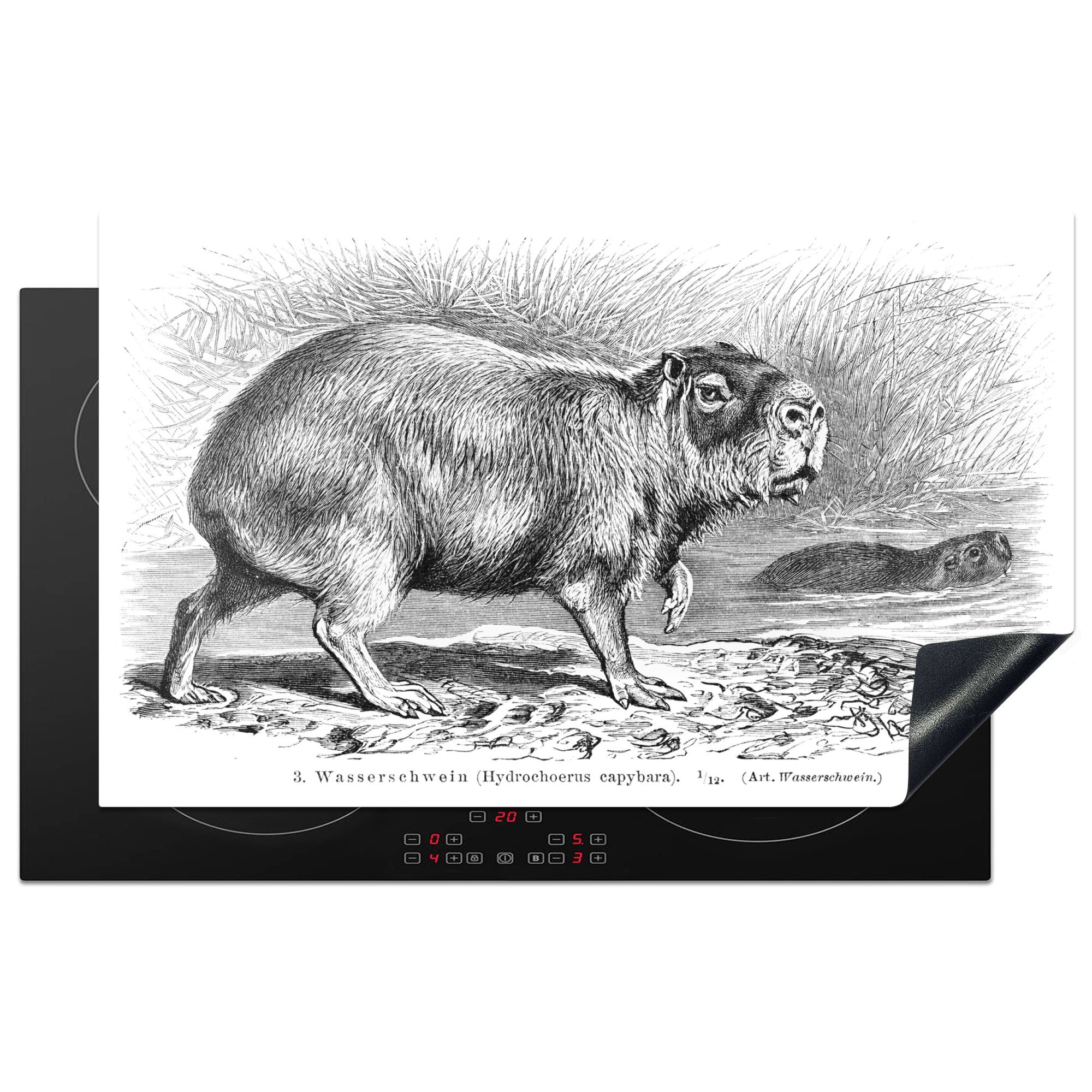 Wasserschweins MuchoWow Schwarz-Weiß, tlg), Ceranfeldabdeckung, für cm, in Vinyl, 83x51 küche (1 Eine Illustration Herdblende-/Abdeckplatte Arbeitsplatte eines