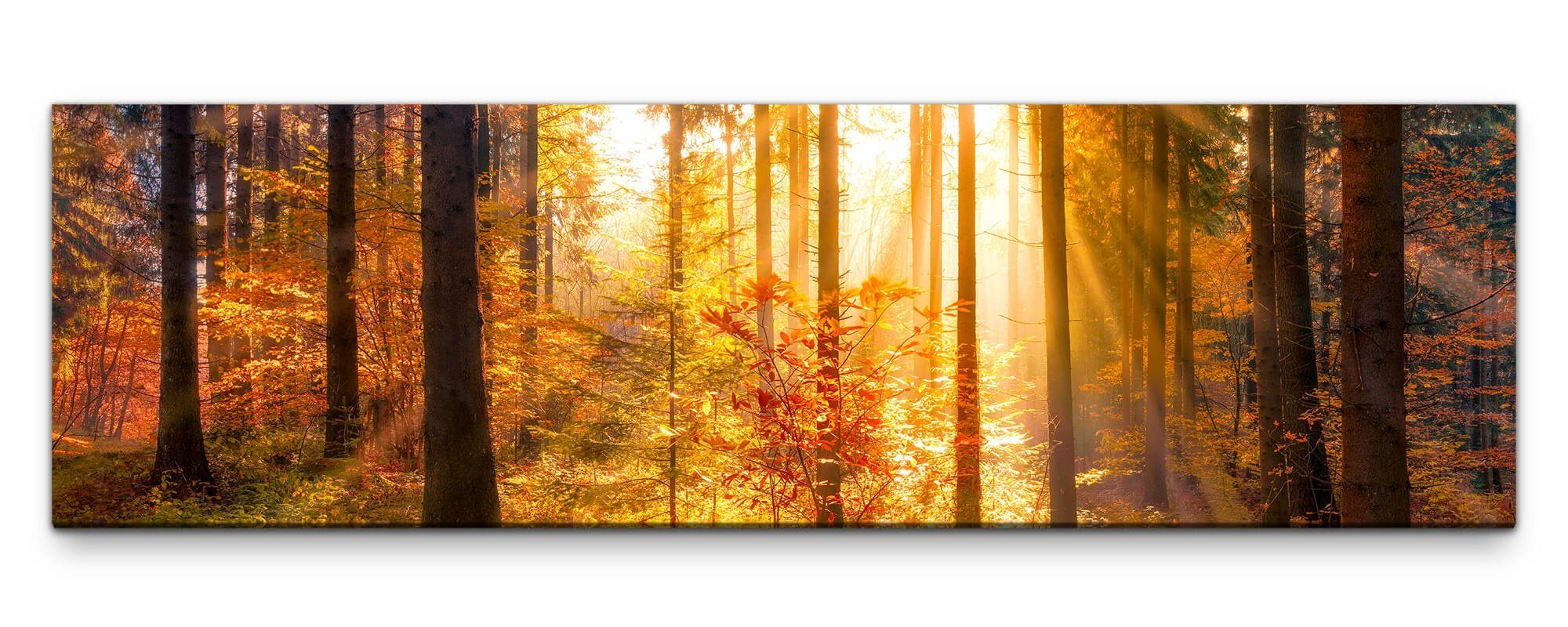 möbel-direkt.de Leinwandbild Bilder XXL Herbstwald mit günstig online kaufen