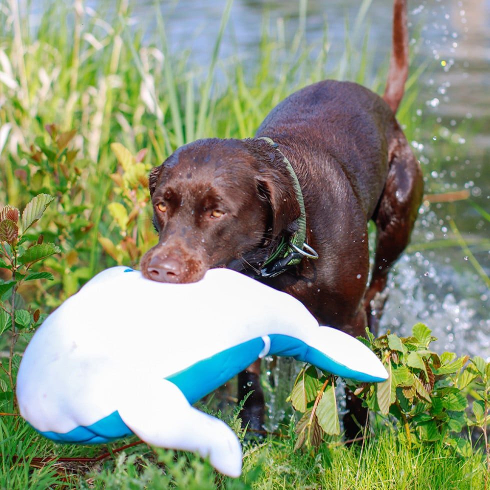 Nobby Hundepfeife Nobby Wal Floating 48 cm