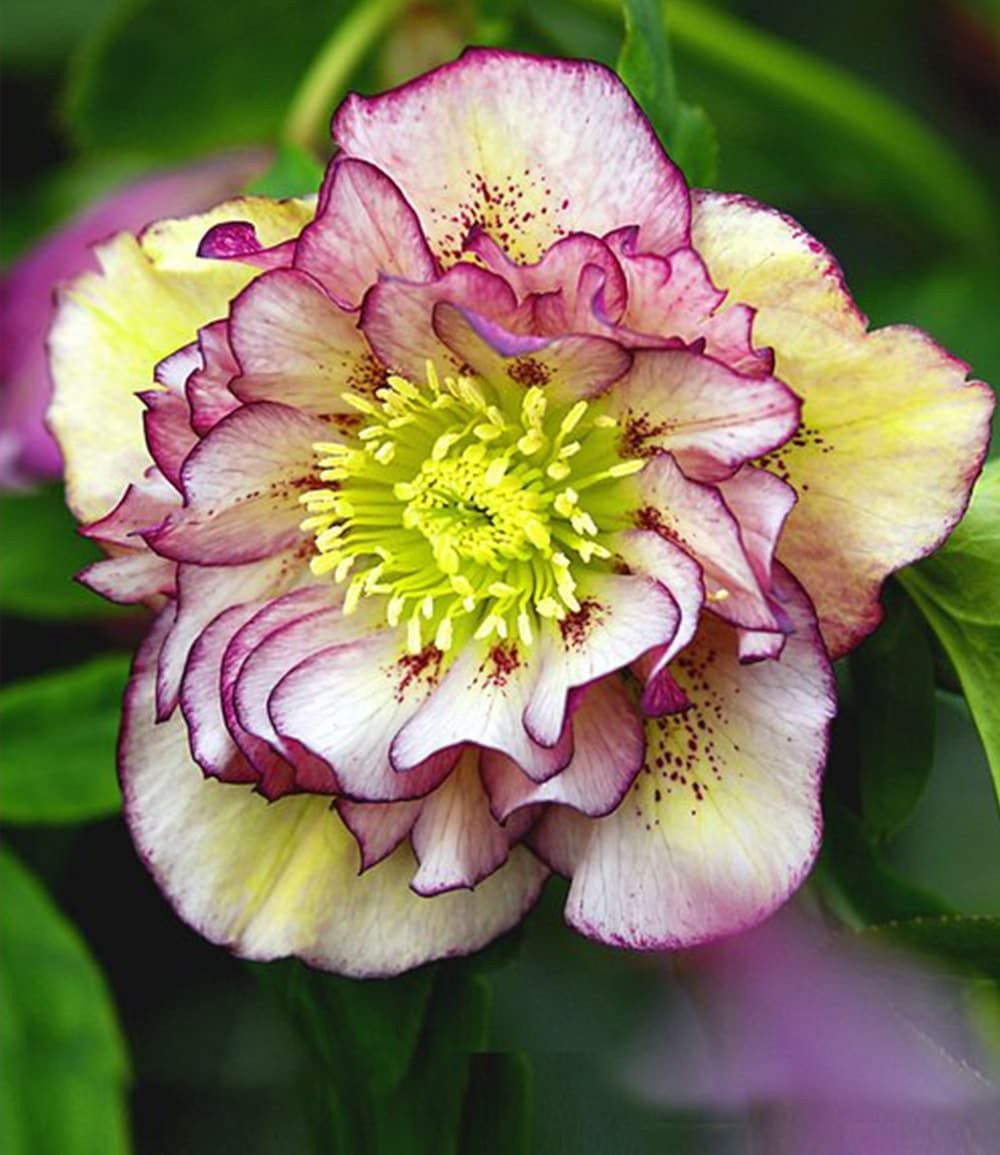 BALDUR Garten Rose Christrose 'Double Ellen® Picotée', 1 St., Weihnachtsschneerose, immergrün, winterhart, reichblühend