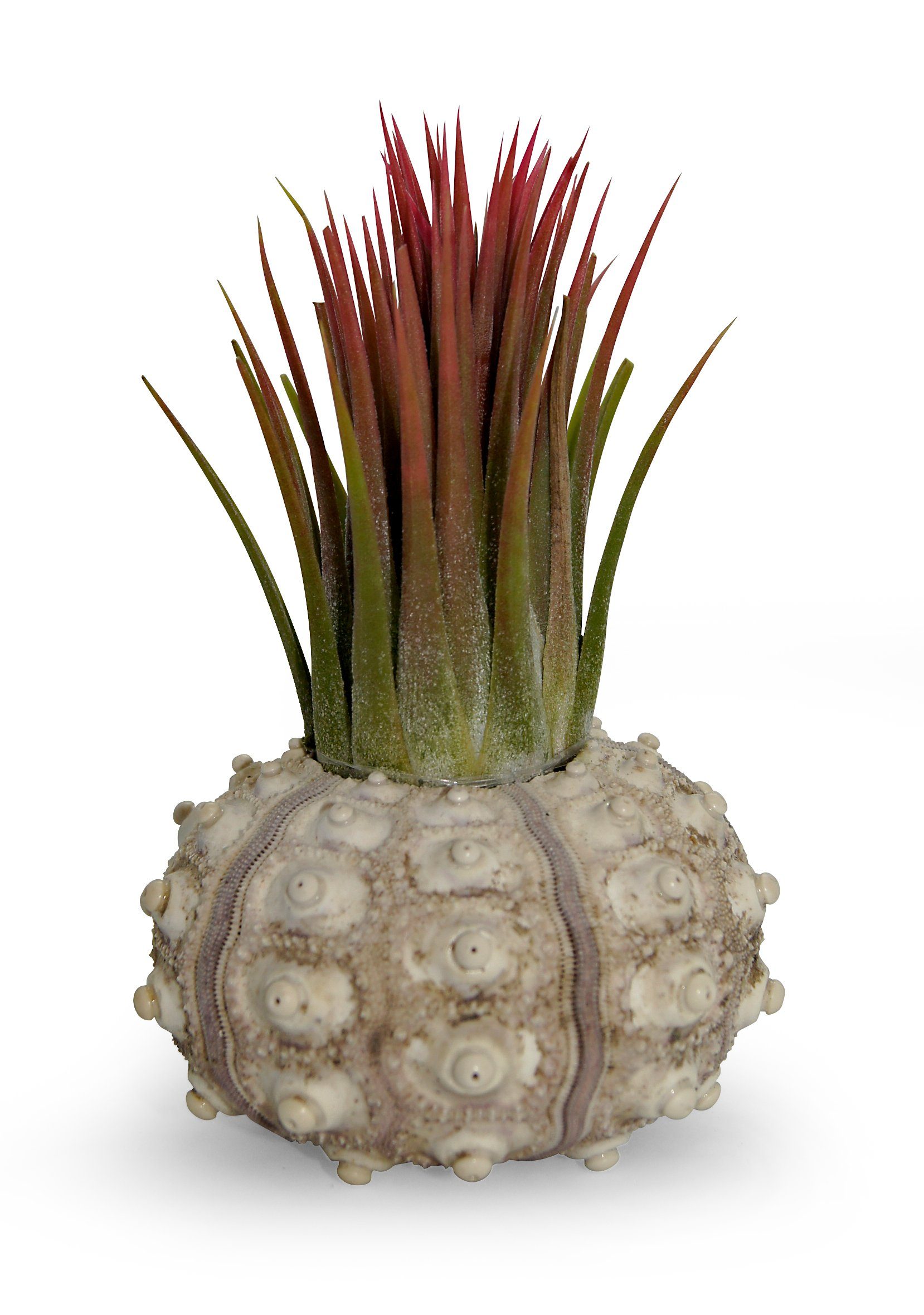 Dekoobjekt Bezaubernde Kombination aus Seeigelgehäuse und Tillandsia rosa 1er Set