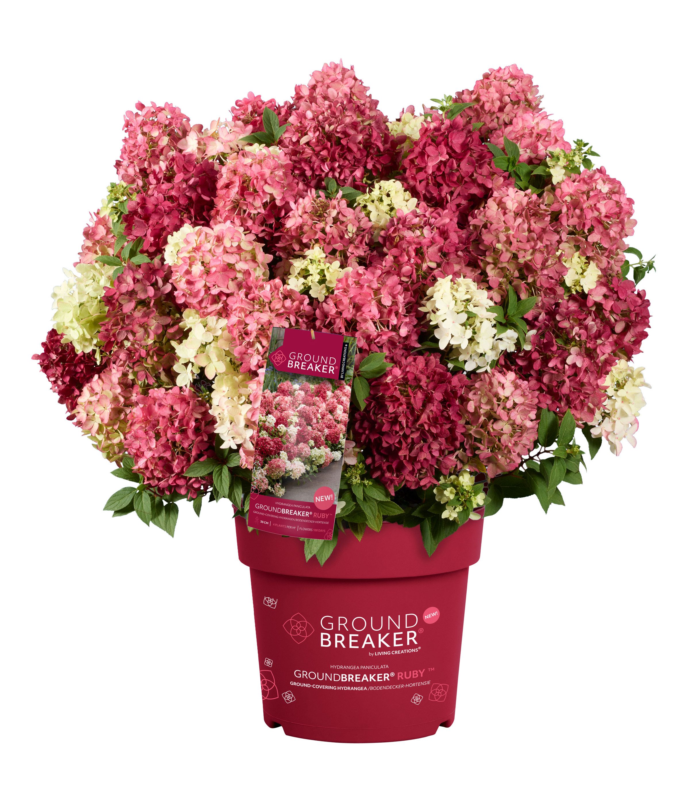 Dehner Gehölze Bodendecker-Rispenhortensie Groundbreaker® Ruby™, Blüten weiß-rosa-rot, niedriger, bodendeckender Wuchs, üppiger Blütenflor