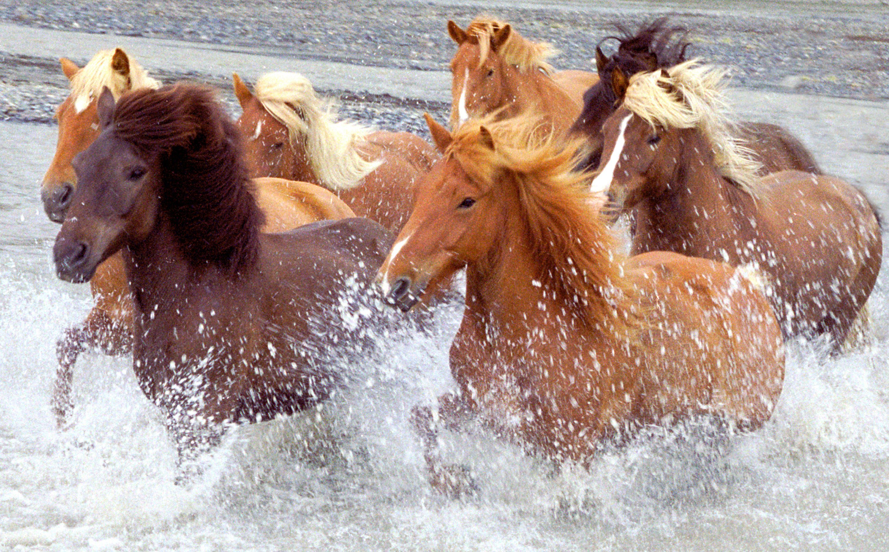 Papermoon Fototapete ISLAND-PFERDE-PONY FLUSS INSEL STRAND MEER TIER NATUR