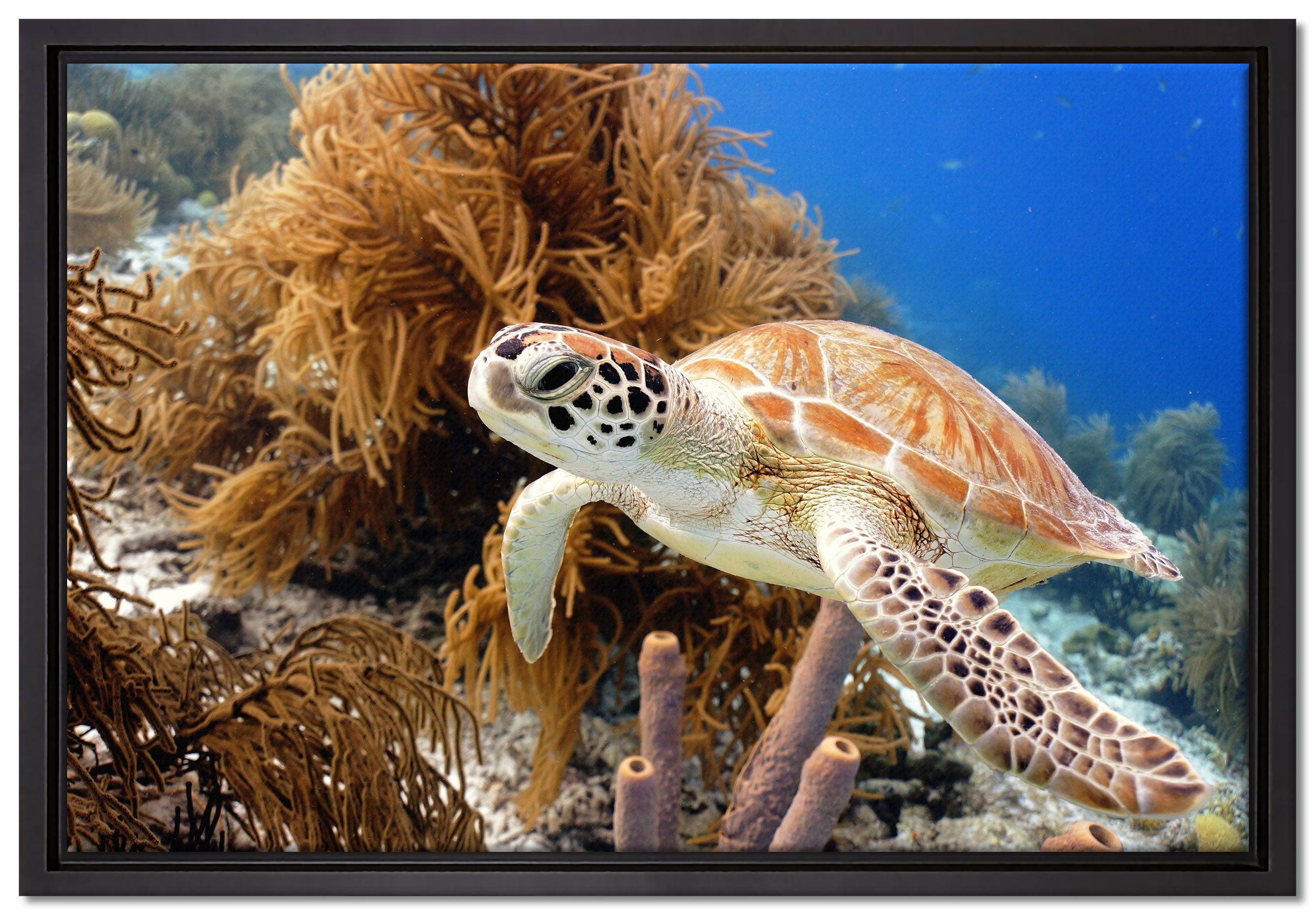 Pixxprint Leinwandbild Meeresschildkröte, Wanddekoration (1 St), Leinwandbild fertig bespannt, in einem Schattenfugen-Bilderrahmen gefasst, inkl. Zackenaufhänger