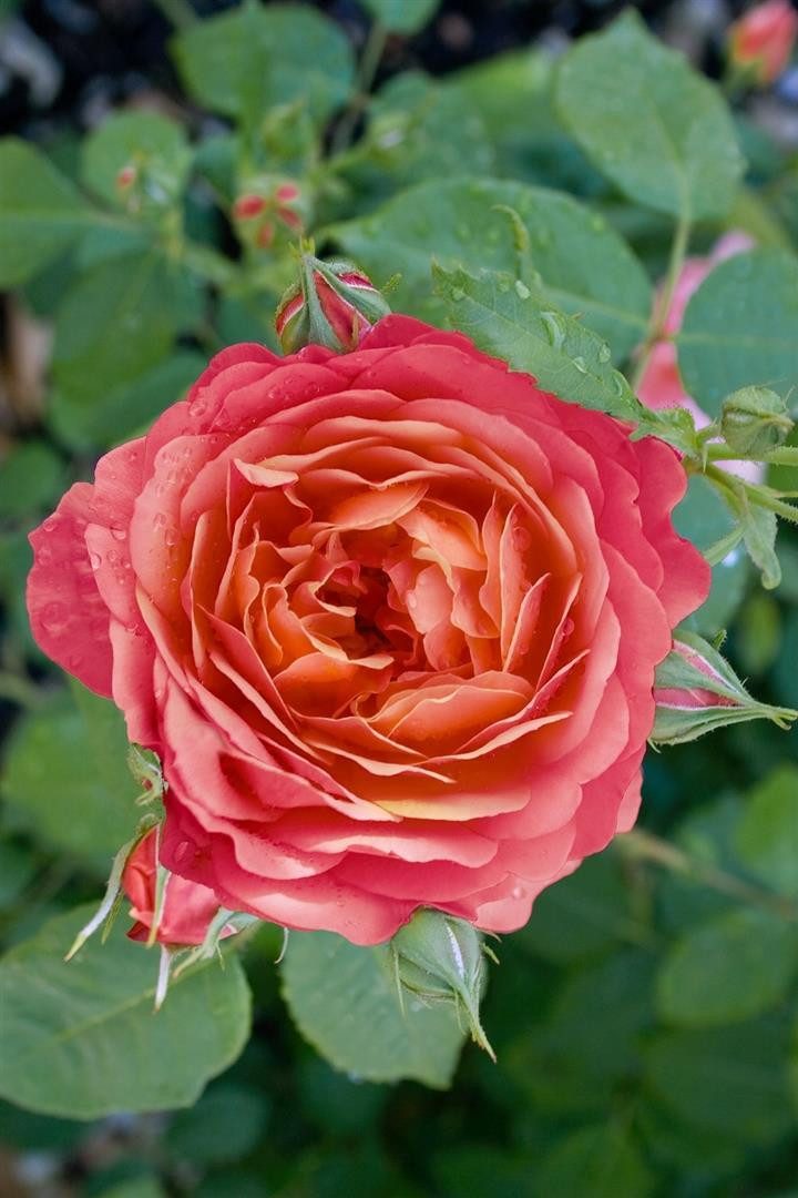 Pflanzen für Dich Rose Rosa Queen of Hearts