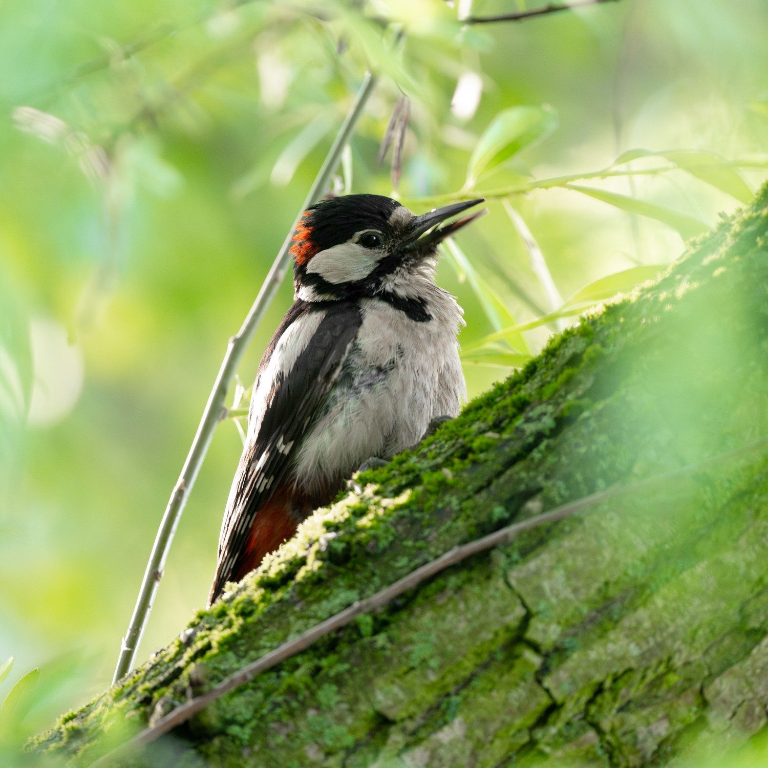 Wallario Möbelfolie Specht im grünen Versteck