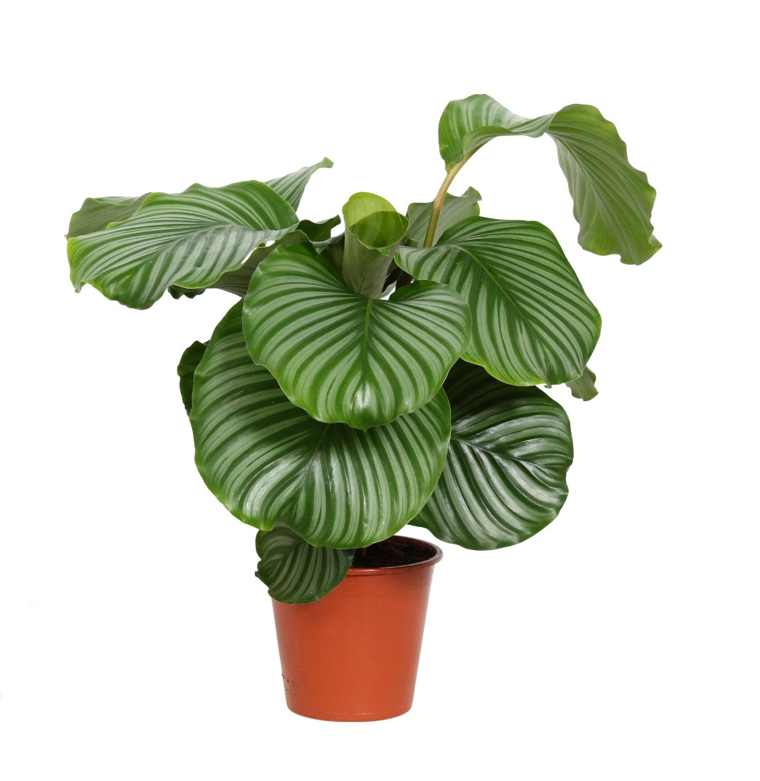 meinvipshop Zimmerpflanze Calathea 75cm XXL Zimmerpflanze