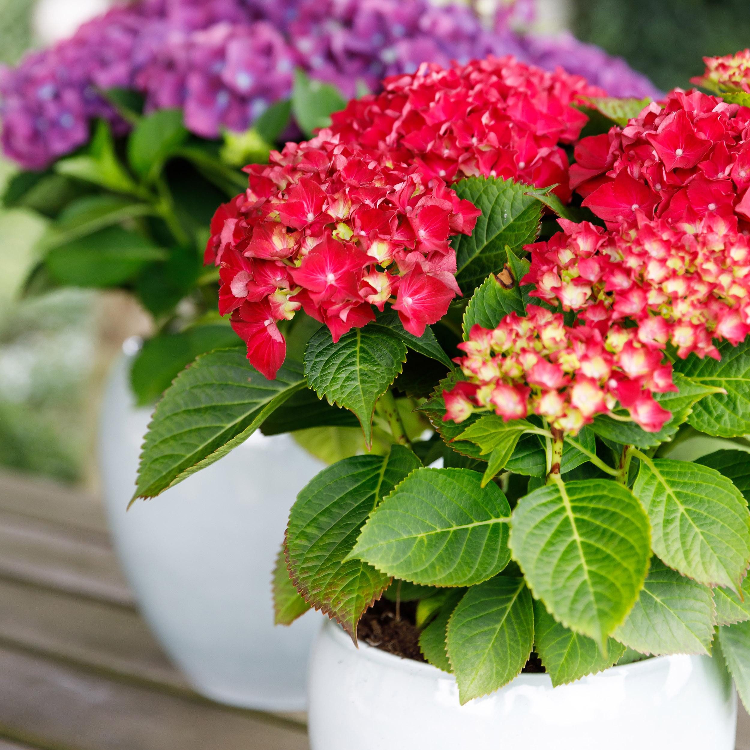 Exotenherz Beetpflanze Exotenherz - Hortensia - Hydrangea - Rot - 7-12 Blühten - 23cm Topf