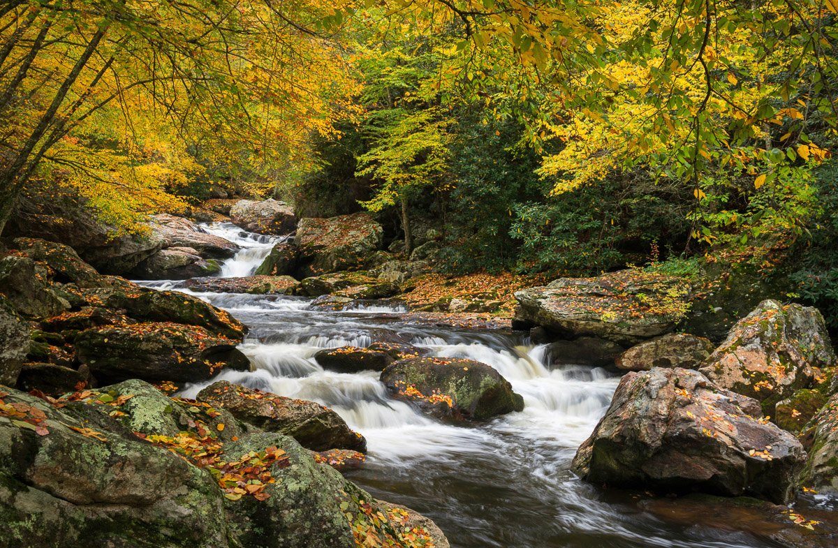 Fototapete Wald Landschaft