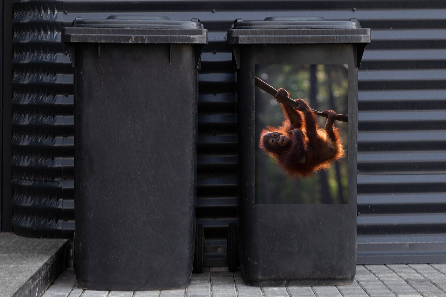 hängt an Mülleimer-aufkleber, einem Mülltonne, (1 Orang-Utan Junger Ast Abfalbehälter Wandsticker MuchoWow St), Container, Sticker,