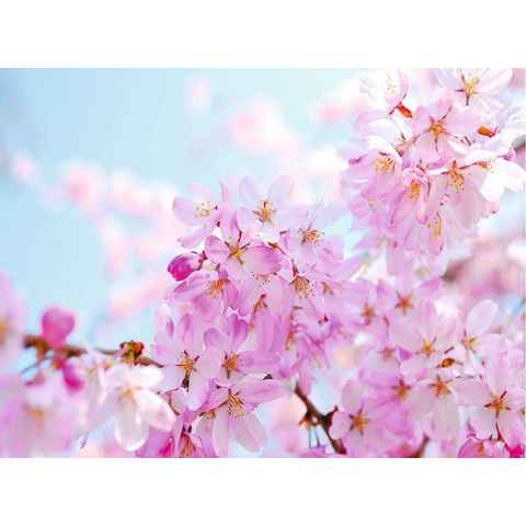 Papermoon Fototapete Cherry Blossom, glatt