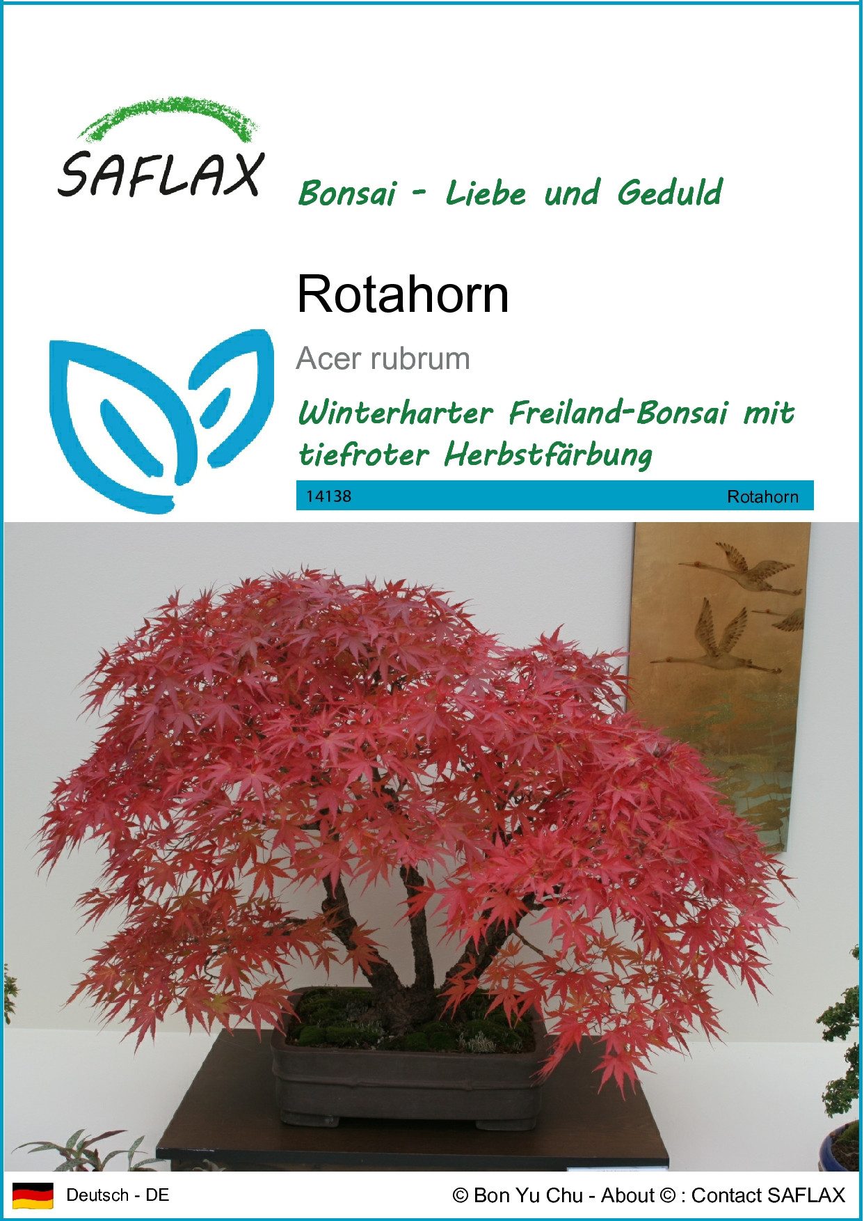 SAFLAX Blumensamen SAFLAX - Samen - Rotahorn