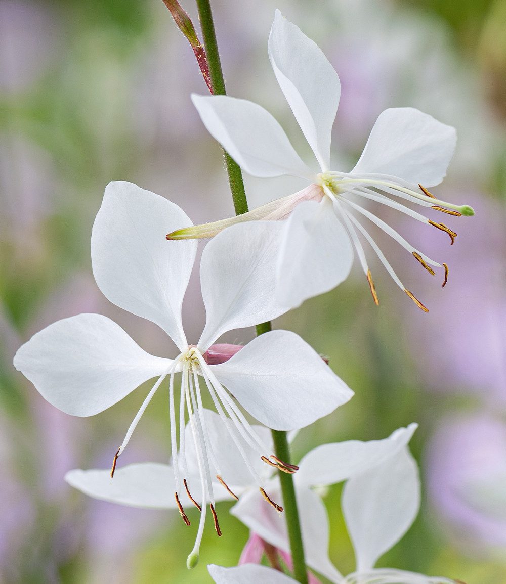 BALDUR Garten Staude Prachtkerze - Gaura 'Weiß', 6 St., Schmetterlings-blüten,winterhart, pflegeleicht – Bild 3 von 3