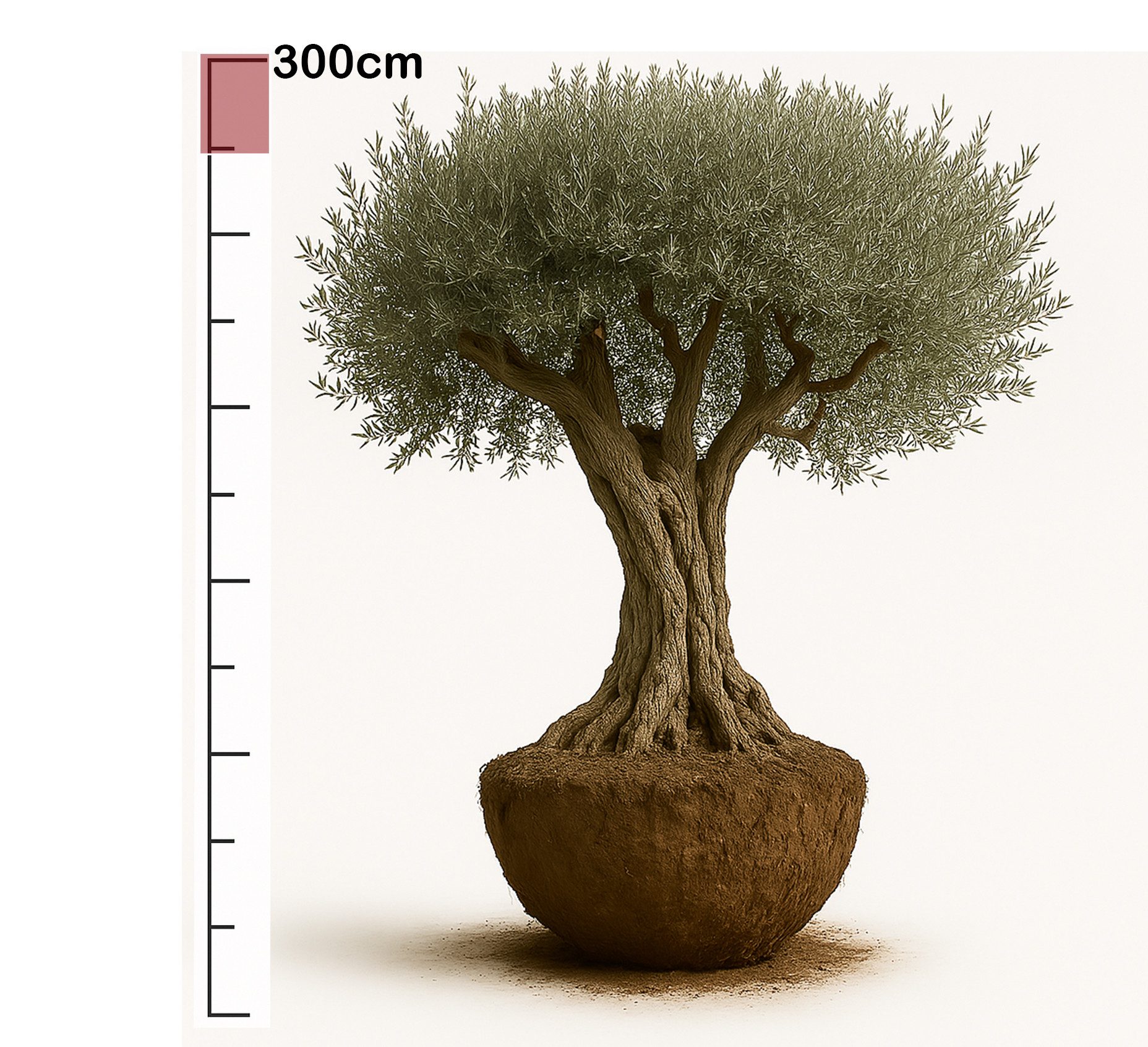 Palms-Store Olivenbaum ca.: 500 Jahre Alter schöner knorriger Stamm Olea Europaea, Knorriger Stamm, Immergrün & Extrem langlebig