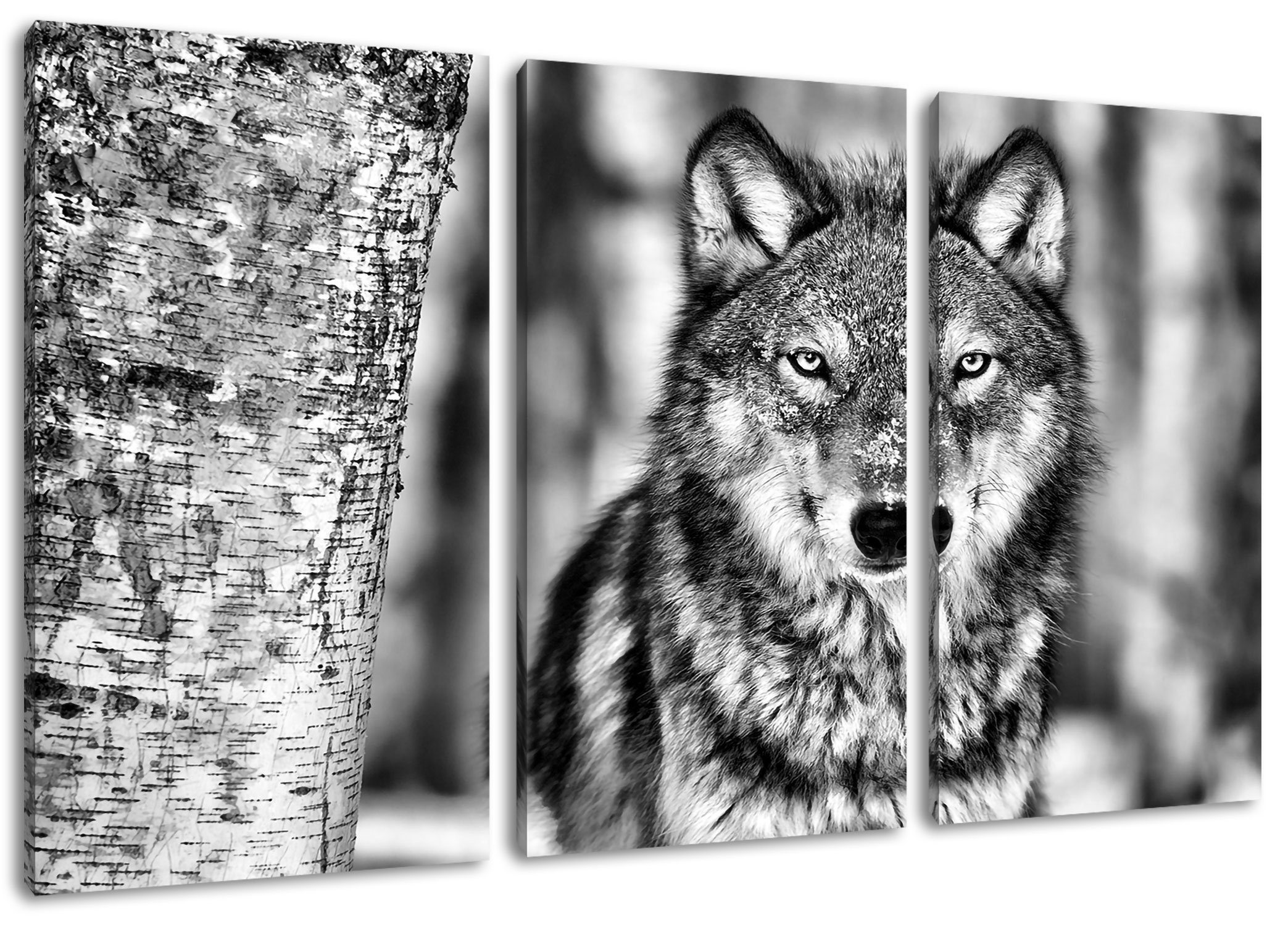 Pixxprint Leinwandbild Wachsamer Wolf, Wachsamer Wolf 3Teiler (120x80cm) (1 St), Leinwandbild fertig bespannt, inkl. Zackenaufhänger