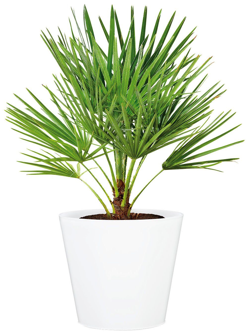 Scheurich Blumentopf 40/226 günstig online kaufen