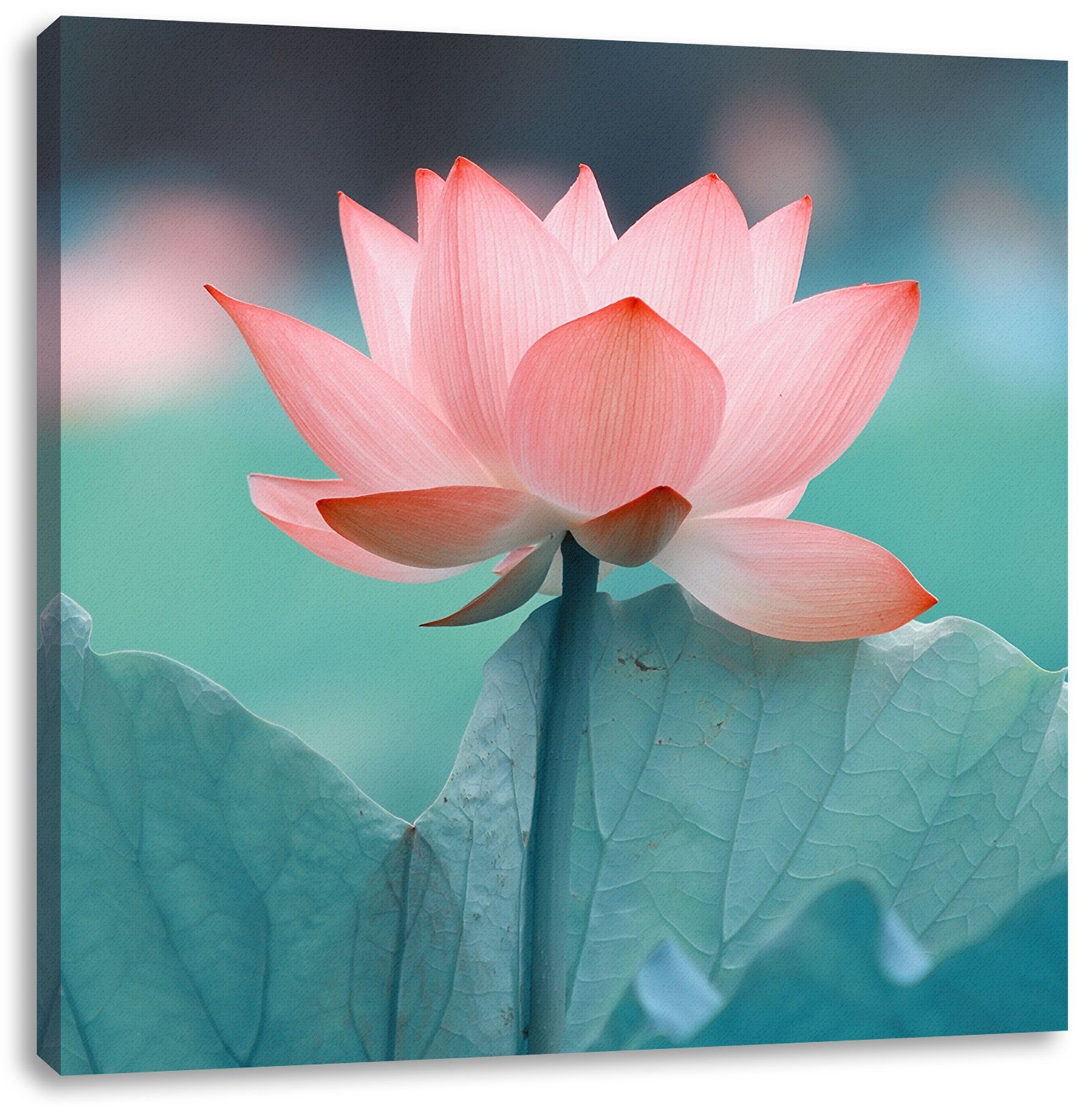 Pixxprint Leinwandbild Zarte rosafarbener Lotus, Zarte rosafarbener Lotus (1 St), Leinwandbild fertig bespannt, inkl. Zackenaufhänger