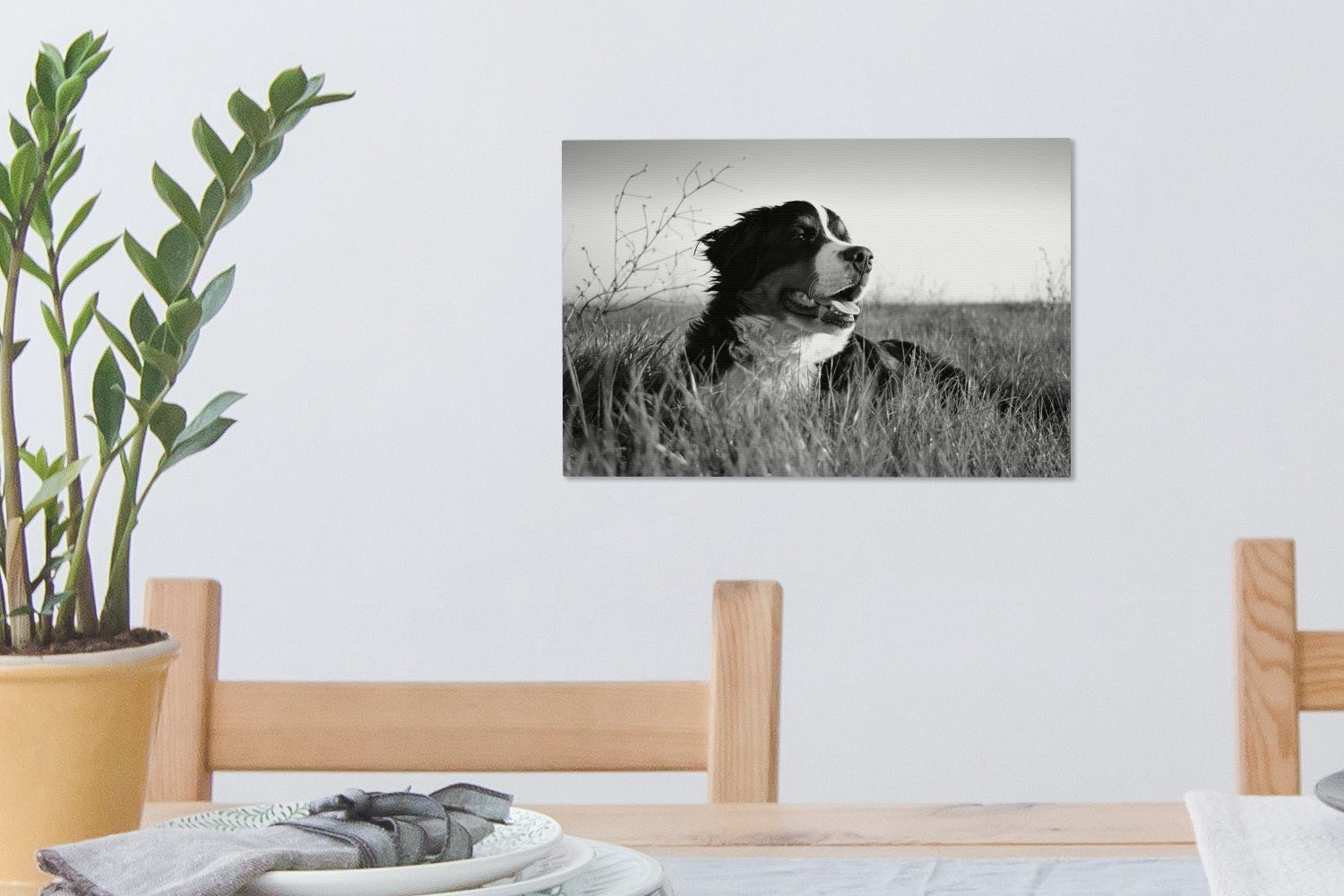 Gras Wandbild St), und Wanddeko, - OneMillionCanvasses® Sennenhund Berner Leinwandbild 30x20 liegend Aufhängefertig, cm im weiß, schwarz Leinwandbilder, (1