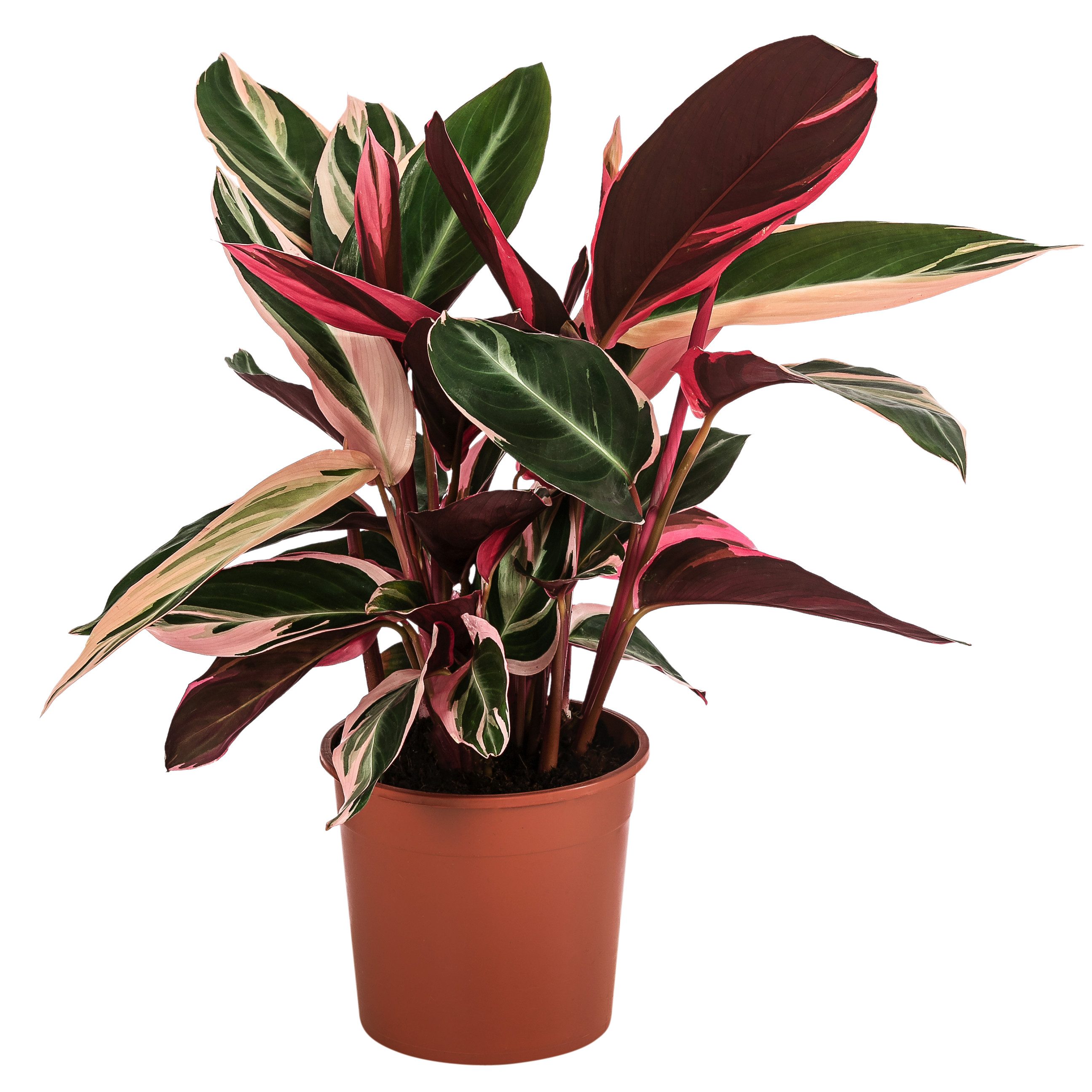 Dehner Zimmerpflanze Korbmarante Triostar, Strohmanthe sanguinea, panaschierte Blätter, mit Tag-/Nacht-Rhythmus, rote Blattunterseite