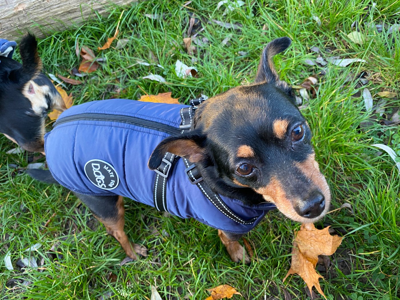 Thumbnail - Mate for dogs Hundemantel Hundejacke Laika Haustier Weste mit Brustgeschirr Gurt gefüttert, in verschiedenen Größen