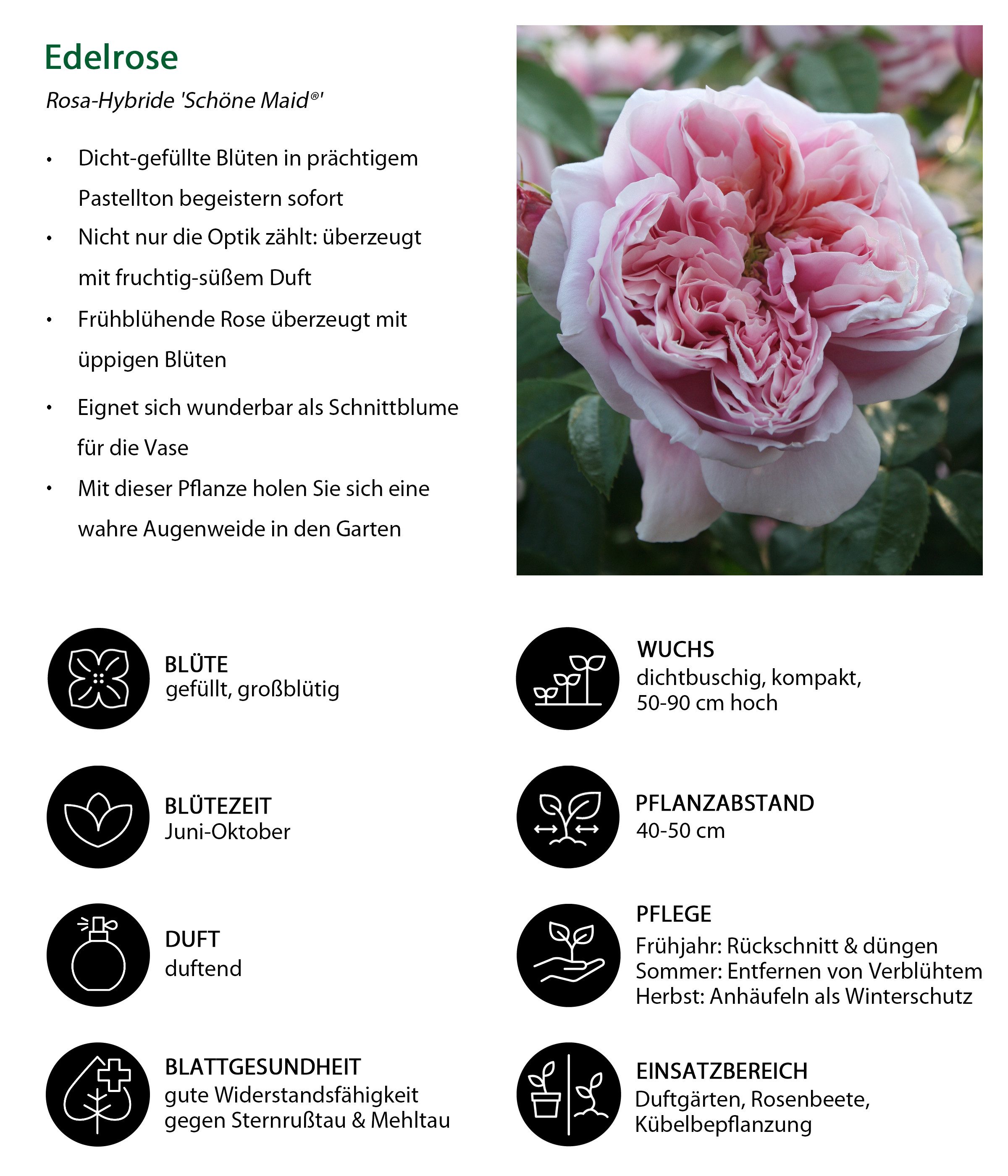 Dehner Rose Edelrose Schöne Maid®, rosa Blüten, duftend, dicht gefüllt und duftend, Züchter Tantau
