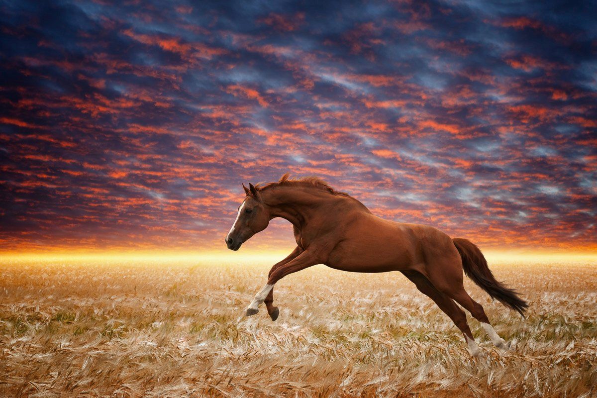 Laufendes Fototapete Papermoon Pferd