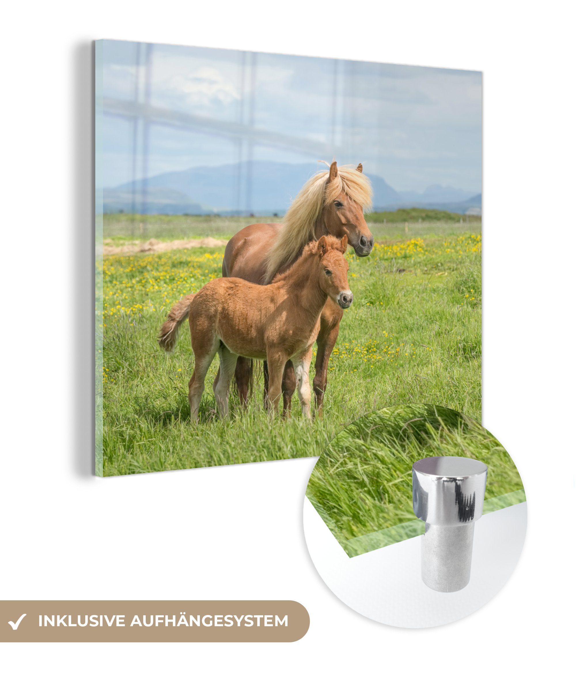 MuchoWow Acrylglasbild Pferde - Fohlen - Gebirge, (1 St), Glasbilder - Bilder auf Glas Wandbild - Foto auf Glas - Wanddekoration