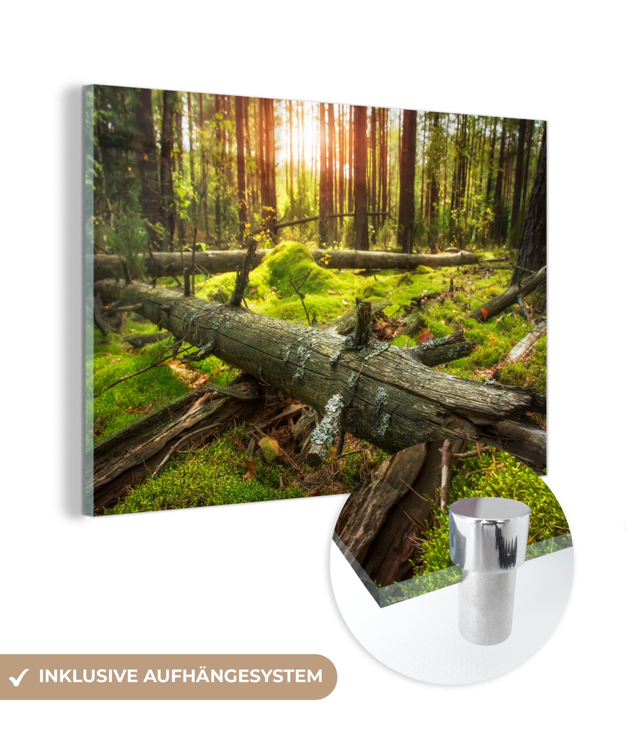 MuchoWow Acrylglasbild Baum - Wald - Moos, (1 St), Acrylglasbilder Wohnzimmer & Schlafzimmer