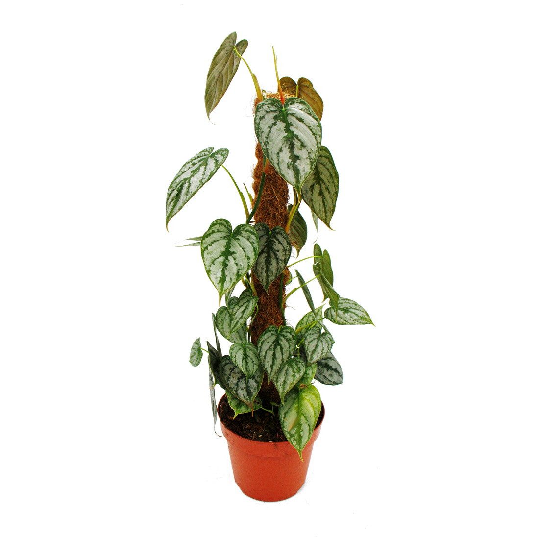 Exotenherz Zimmerpflanze Philodendron brandtianum Silberblatt Baumfreund 17cm Topf am Moosstab