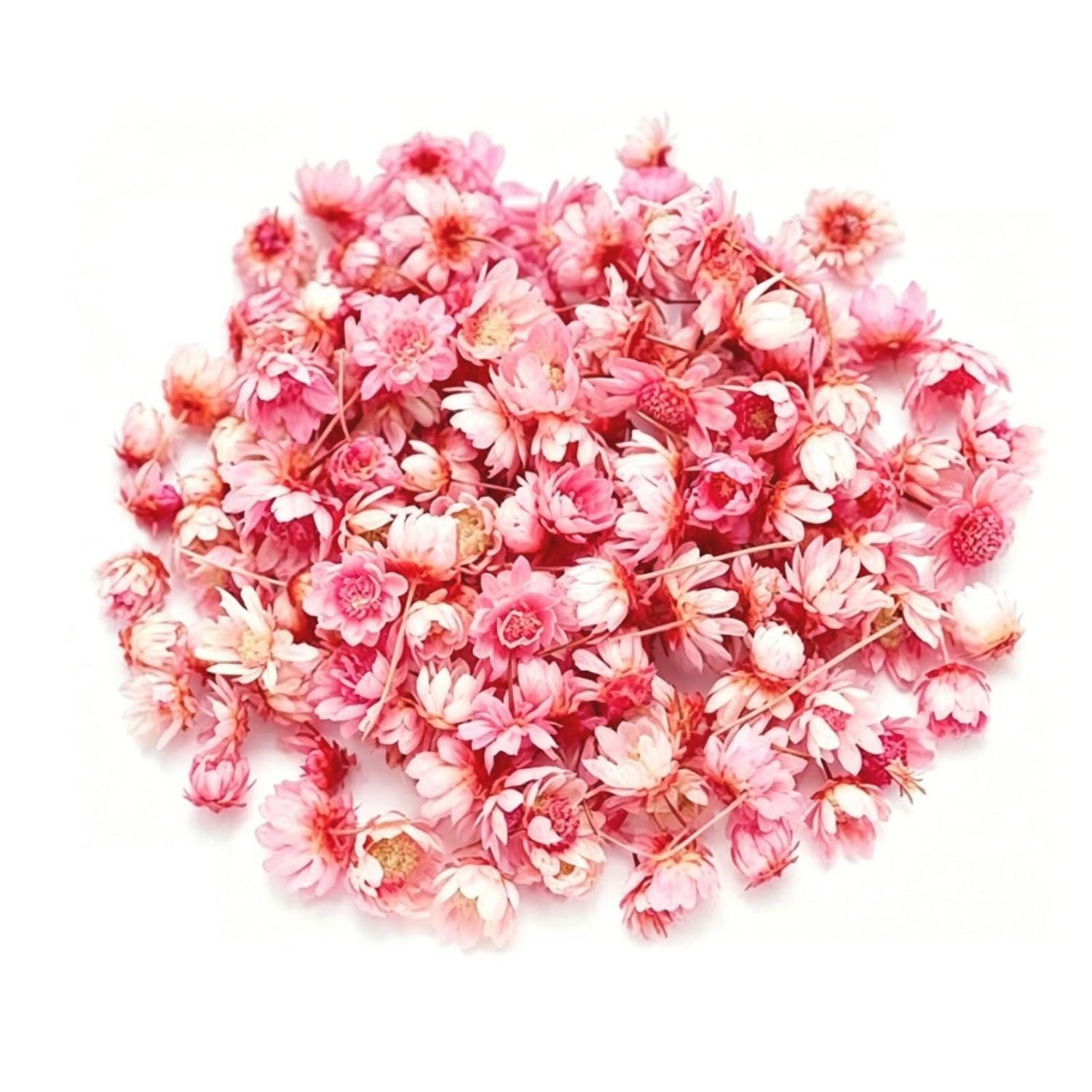 Trockenblume 280 St. Mini Gänseblümchen Trockenblumen Rosa, LuxusKollektion, Höhe 1 cm