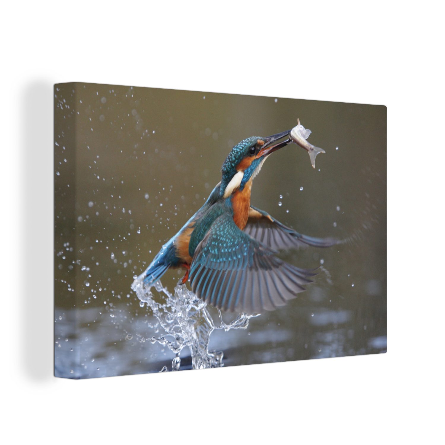 OneMillionCanvasses® Leinwandbild Eisvogel - Fisch - Wasser, (1 St), Wandbild Leinwandbilder, Aufhängefertig, Wanddeko, 30x20 cm