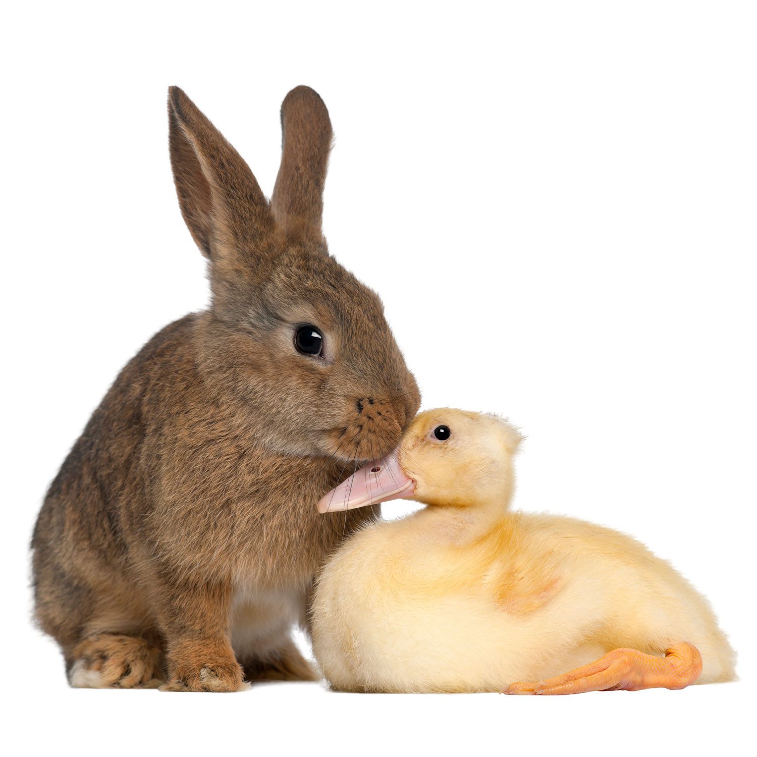 younikat Fensterbild Fensterbild Kaninchen mit Ente I 29,6 x 25,5 cm I dv1409