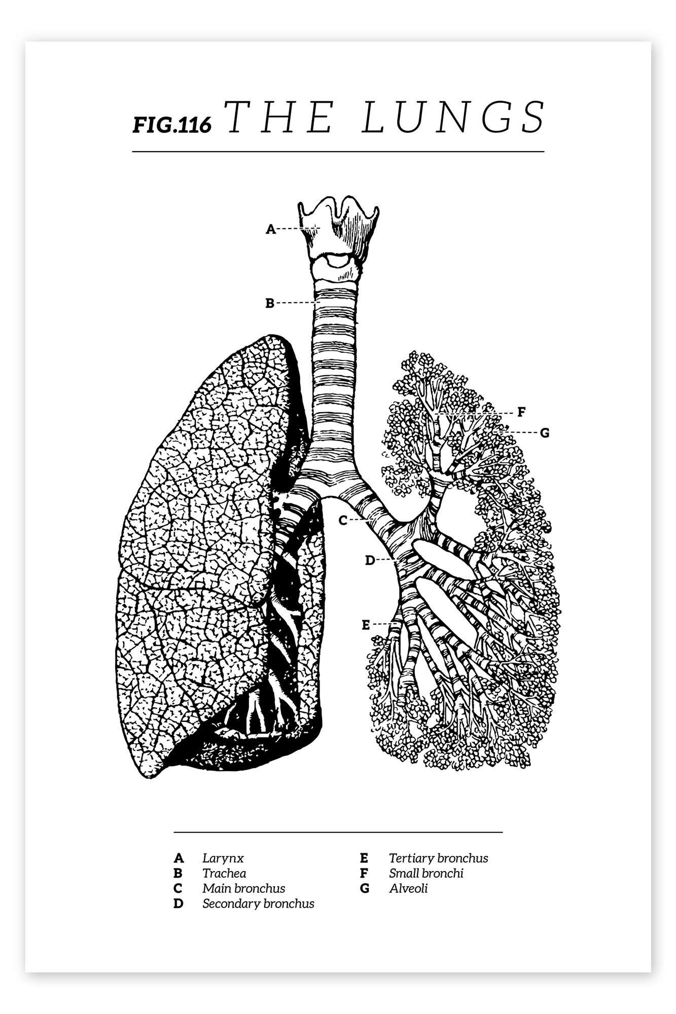 Posterlounge Wandbild Die Lunge, Diagramm (Vintage, Englisch), Vintage Educational Collection, erhältlich als Poster, Leinwandbild, Wandsticker oder Acrylglasbild