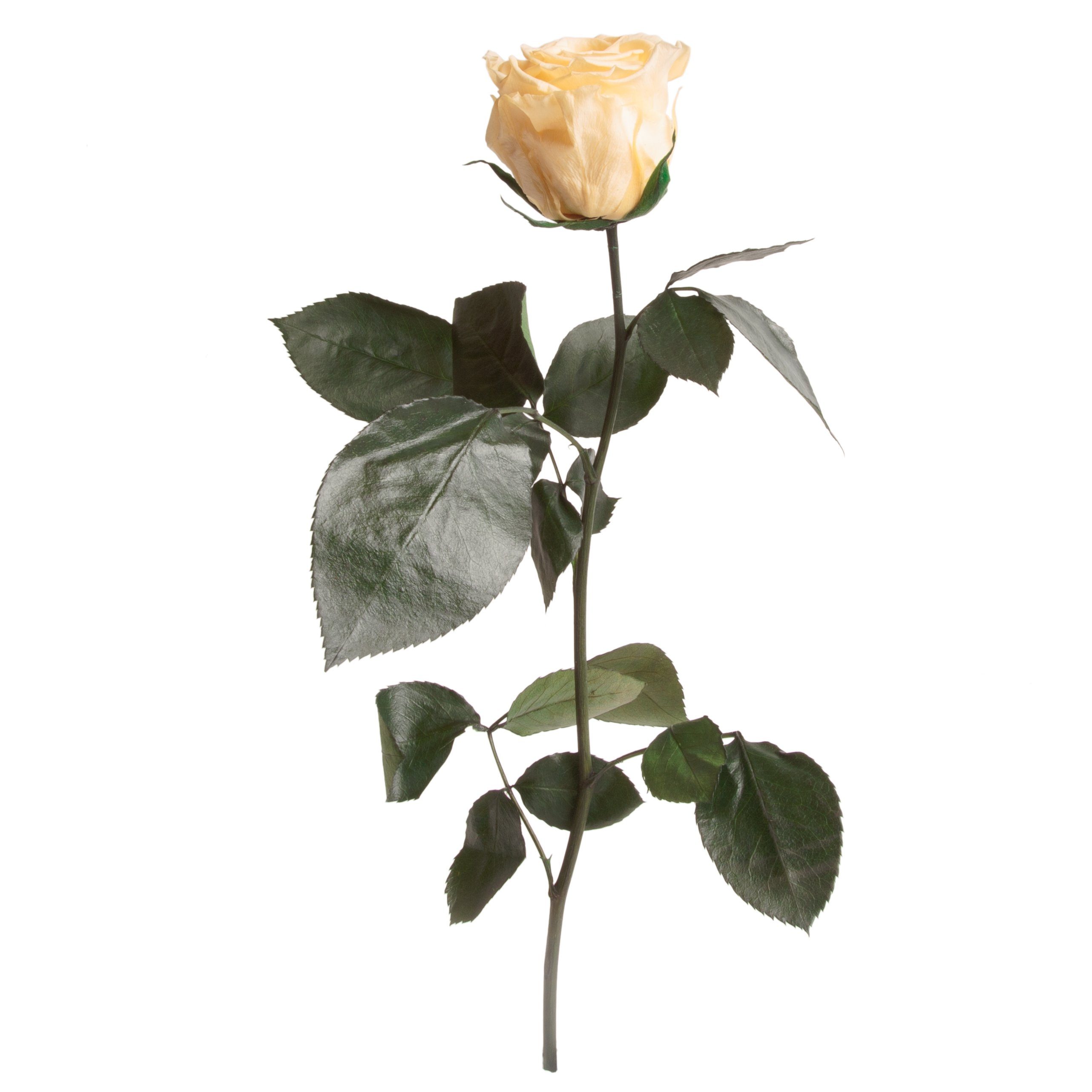 Kunstblume Ewige Rose konserviert mit Stiel echte haltbare Blume Rose, ROSEMARIE SCHULZ Heidelberg, Höhe 30 cm, Infinity Rose, Geschenk für Frauen, Valentinstag, Made in Germany