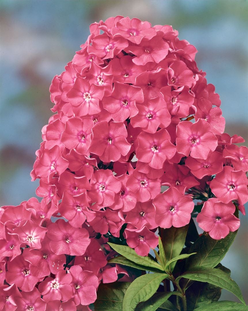 Pflanzen für Dich Staude Phlox pan. Rijnstroom, 1 St., Hoher Stauden-Phlox, Flammenblume