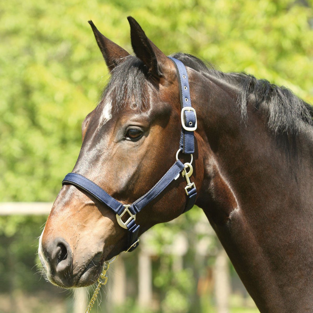 eldorado Кобура Nylon-Pferdehalfter Lea, navy, Pony